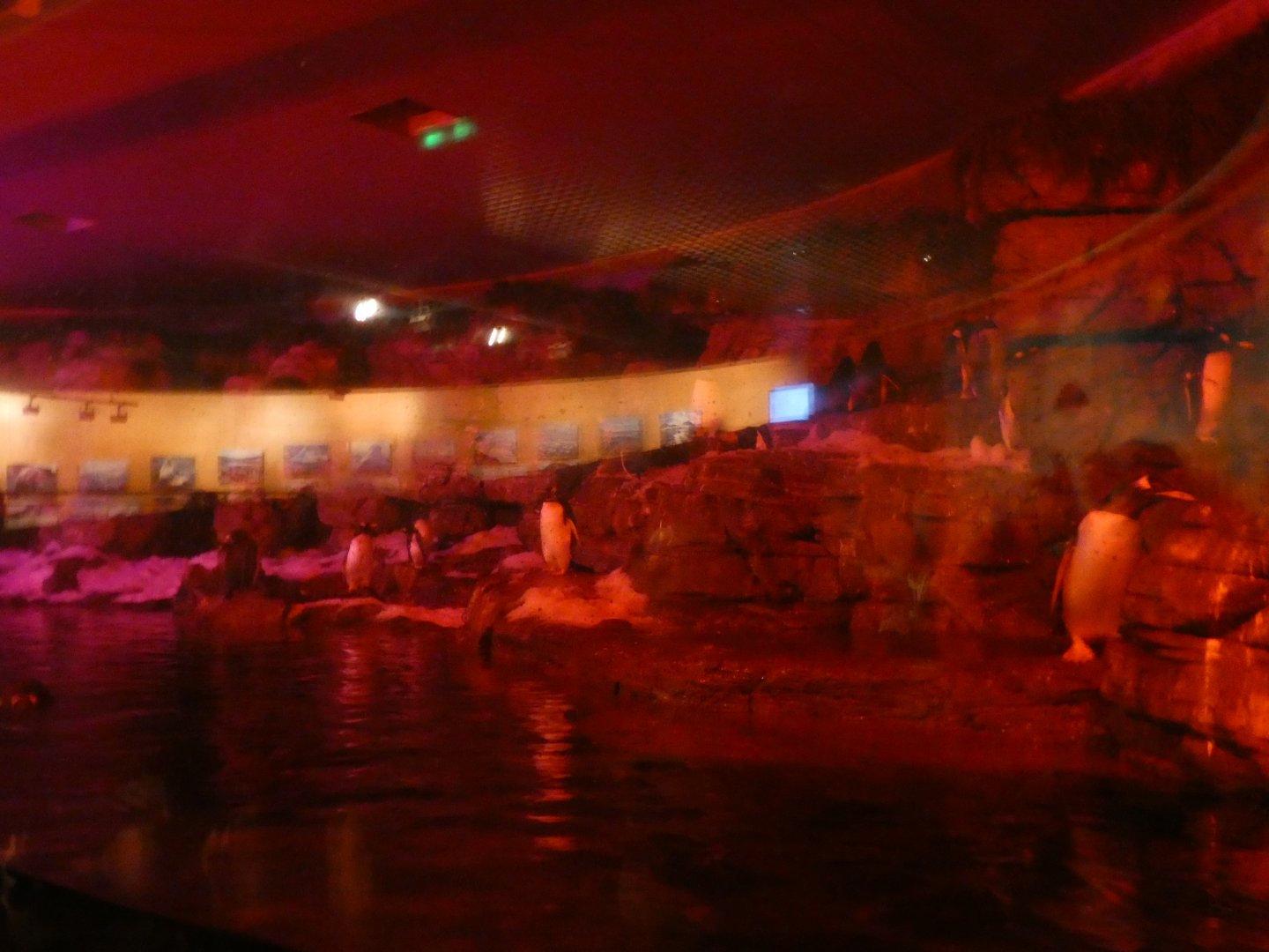 Gentoo Penguin exhibit