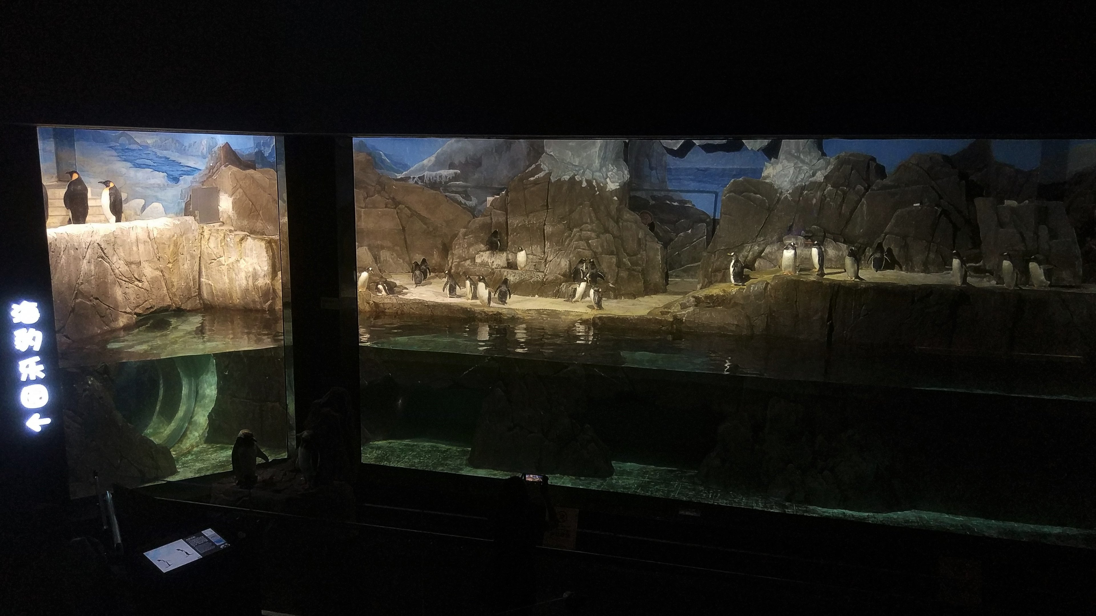 Gentoo Penguin Exhibit
