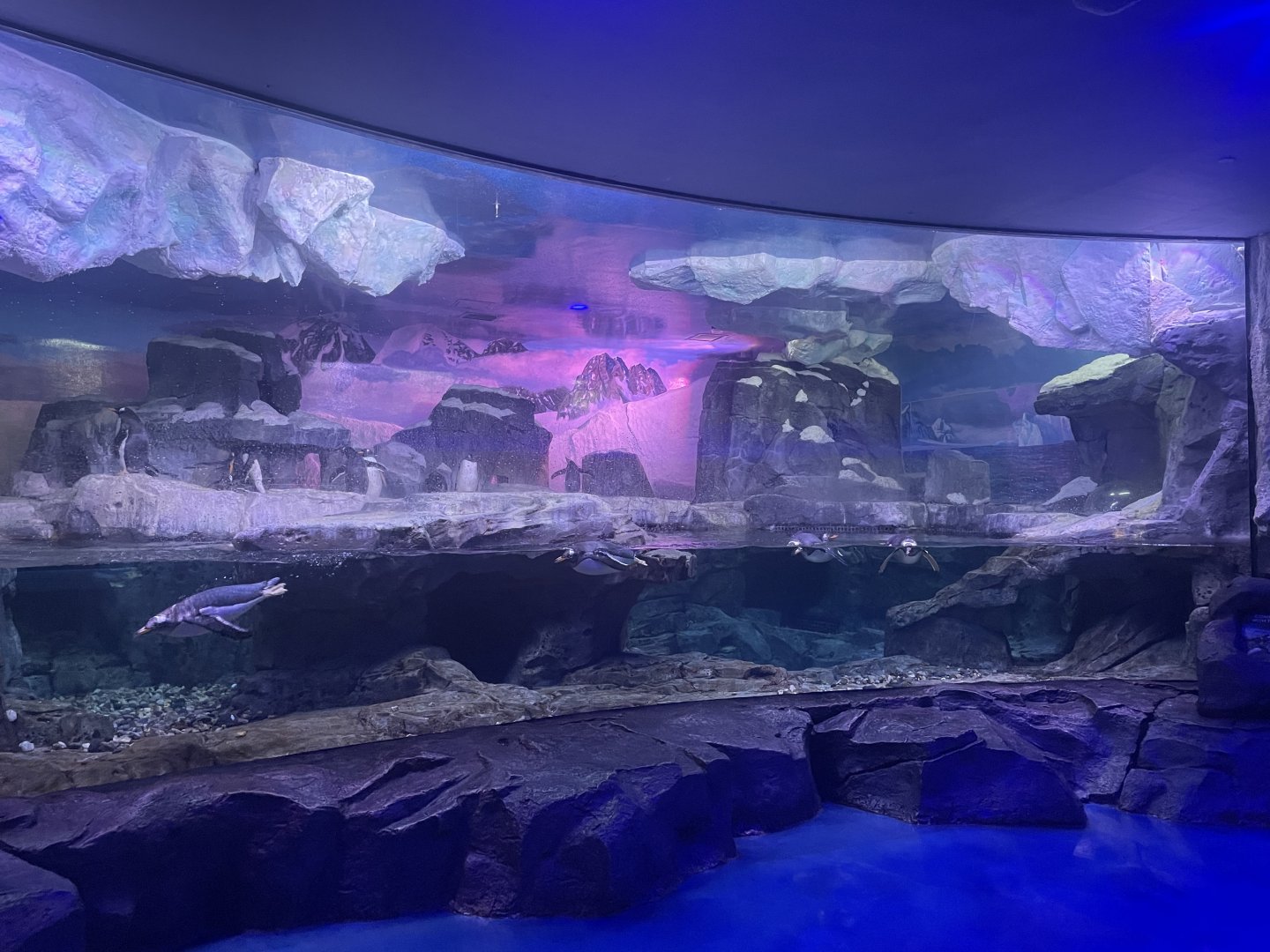 Gentoo Penguin Exhibit