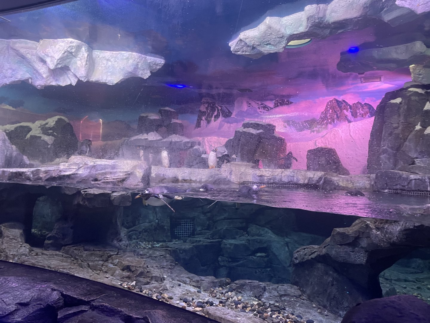 Gentoo Penguin Exhibit