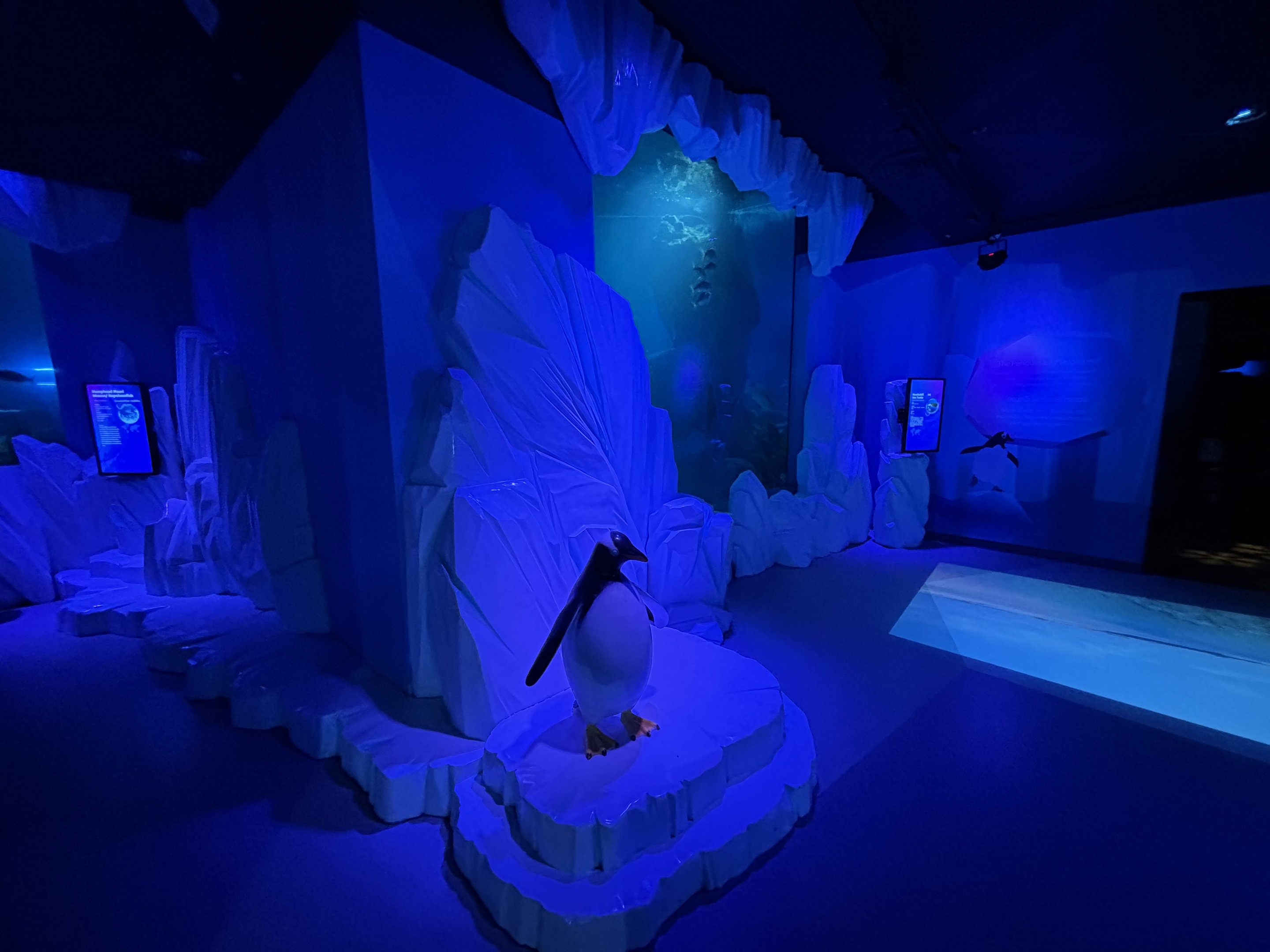 Gentoo Penguin Exhibit