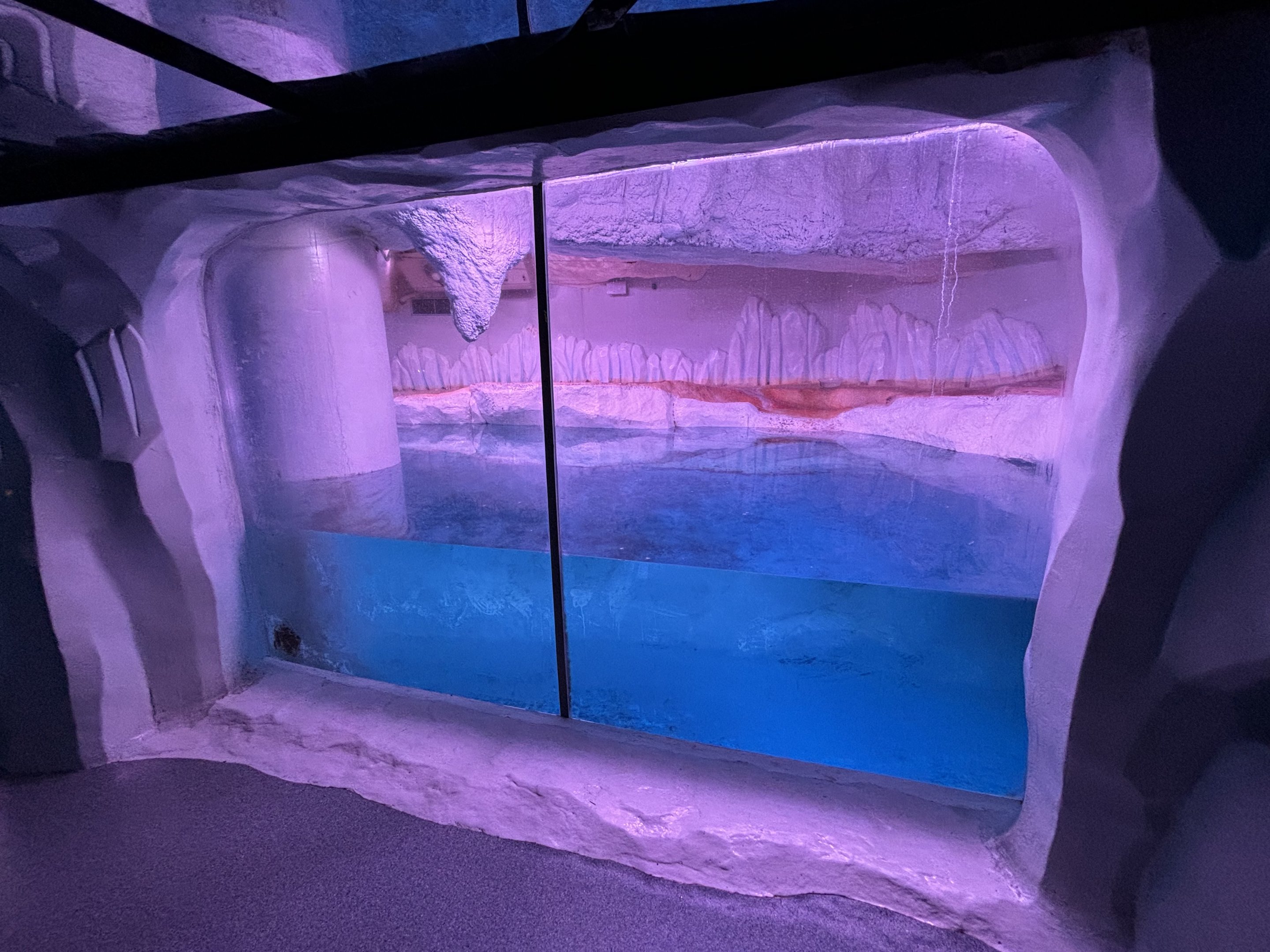 Gentoo Penguin Exhibit