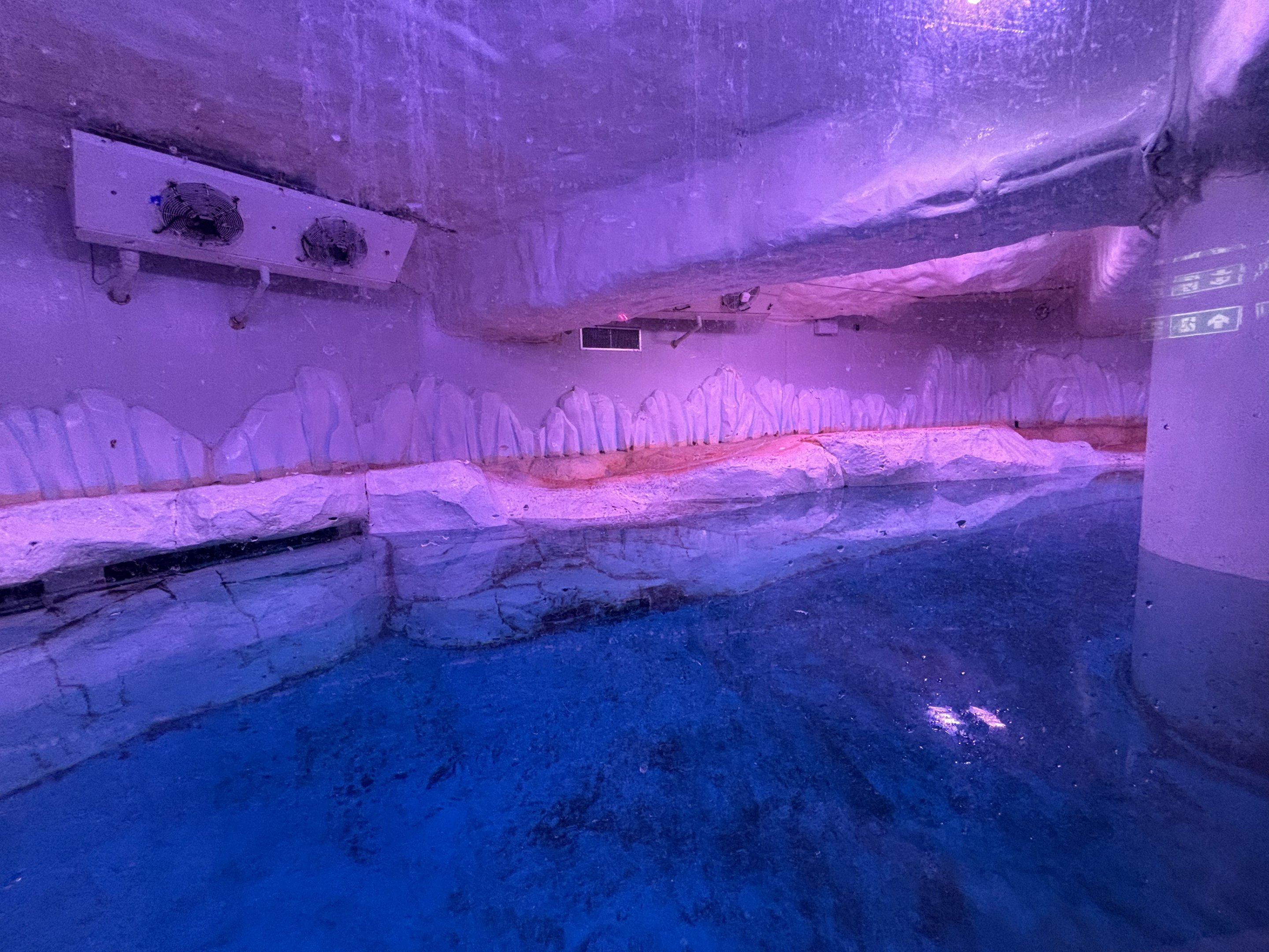 Gentoo Penguin Exhibit