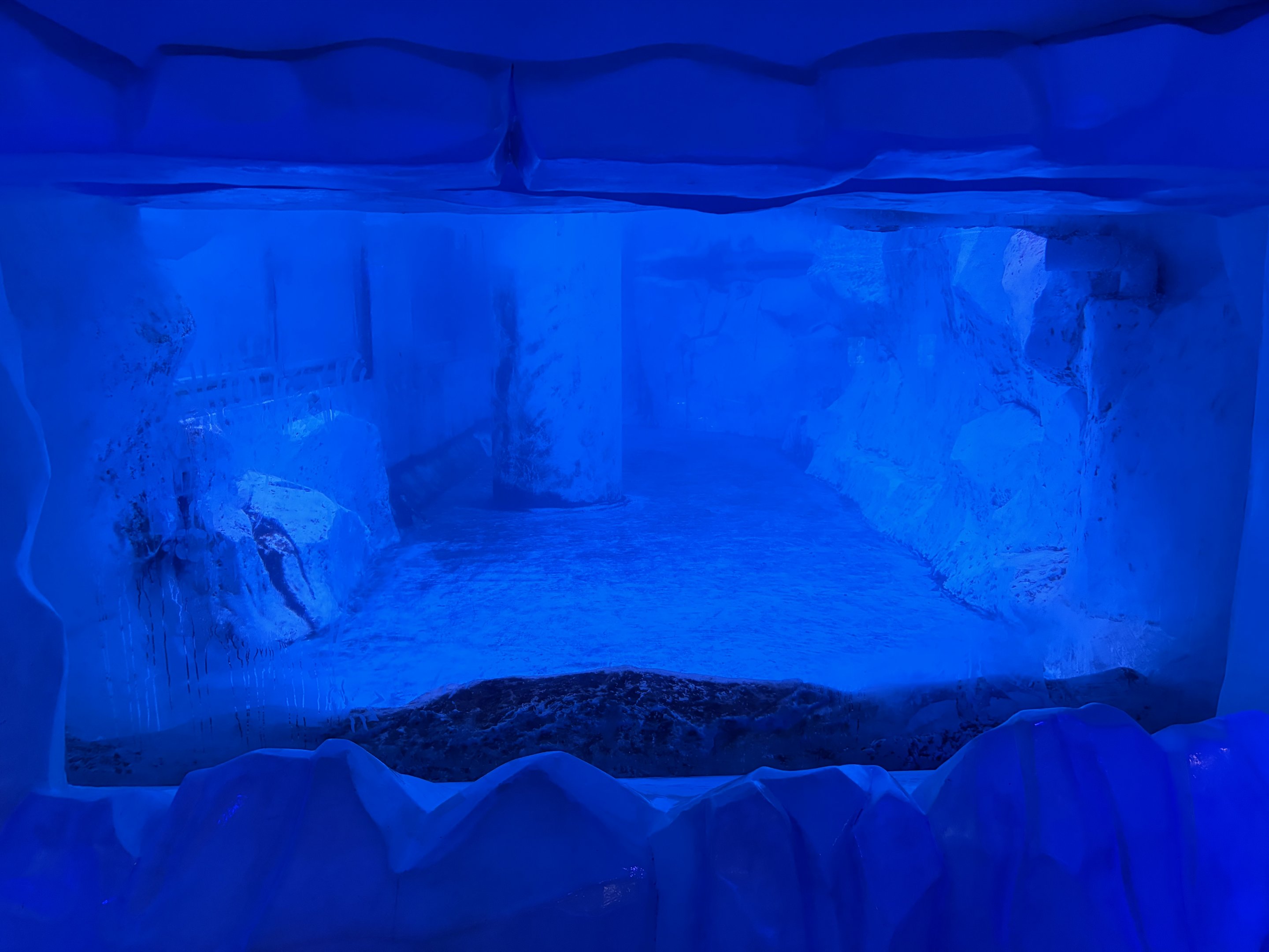 Gentoo Penguin Exhibit