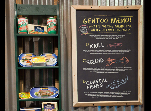 Gentoo Penguin Exhibit