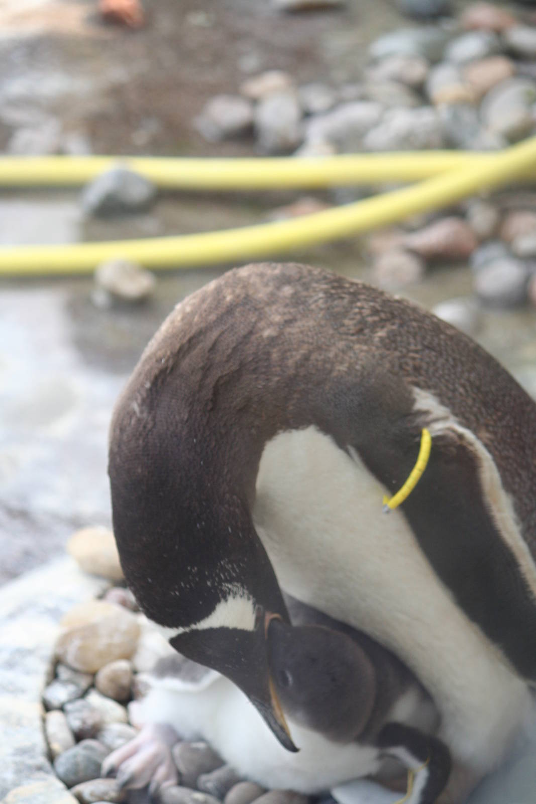 Gentoo Penguin Feeding