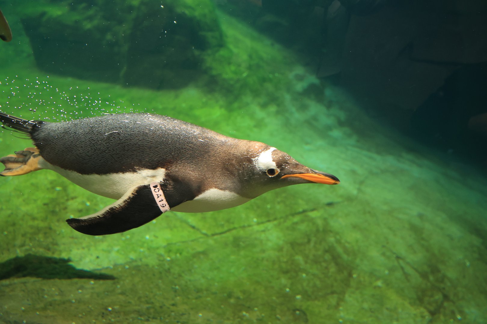 Gentoo penguin (July 2021)