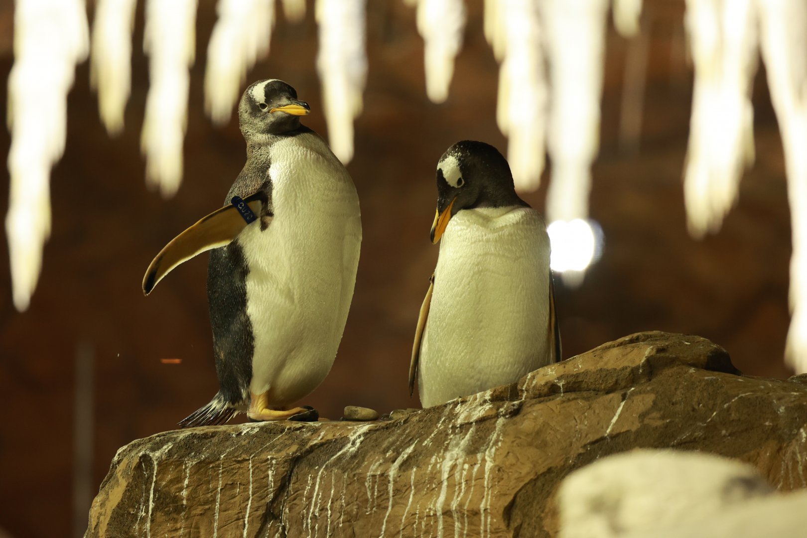 Gentoo penguin (July 2021)