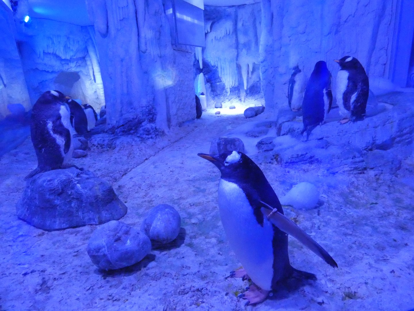 Gentoo penguin land enclosure
