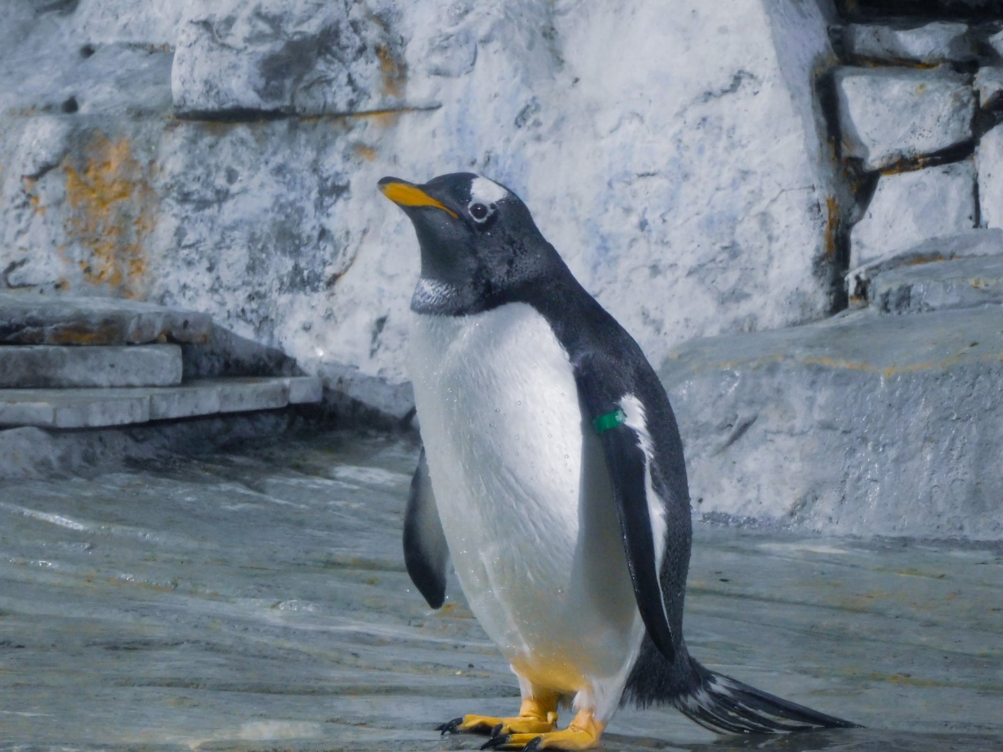 Gentoo Penguin-LLPA