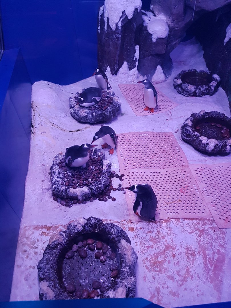 Gentoo penguin nesting area