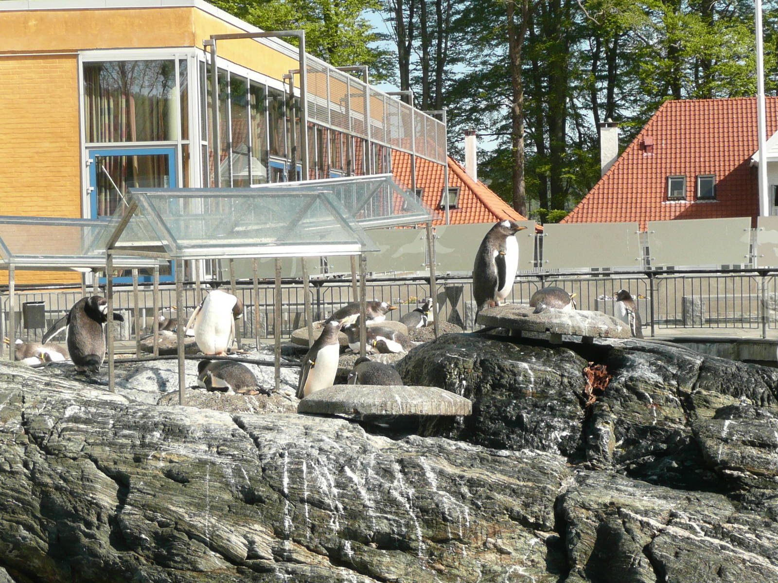 Gentoo penguin nesting colony
