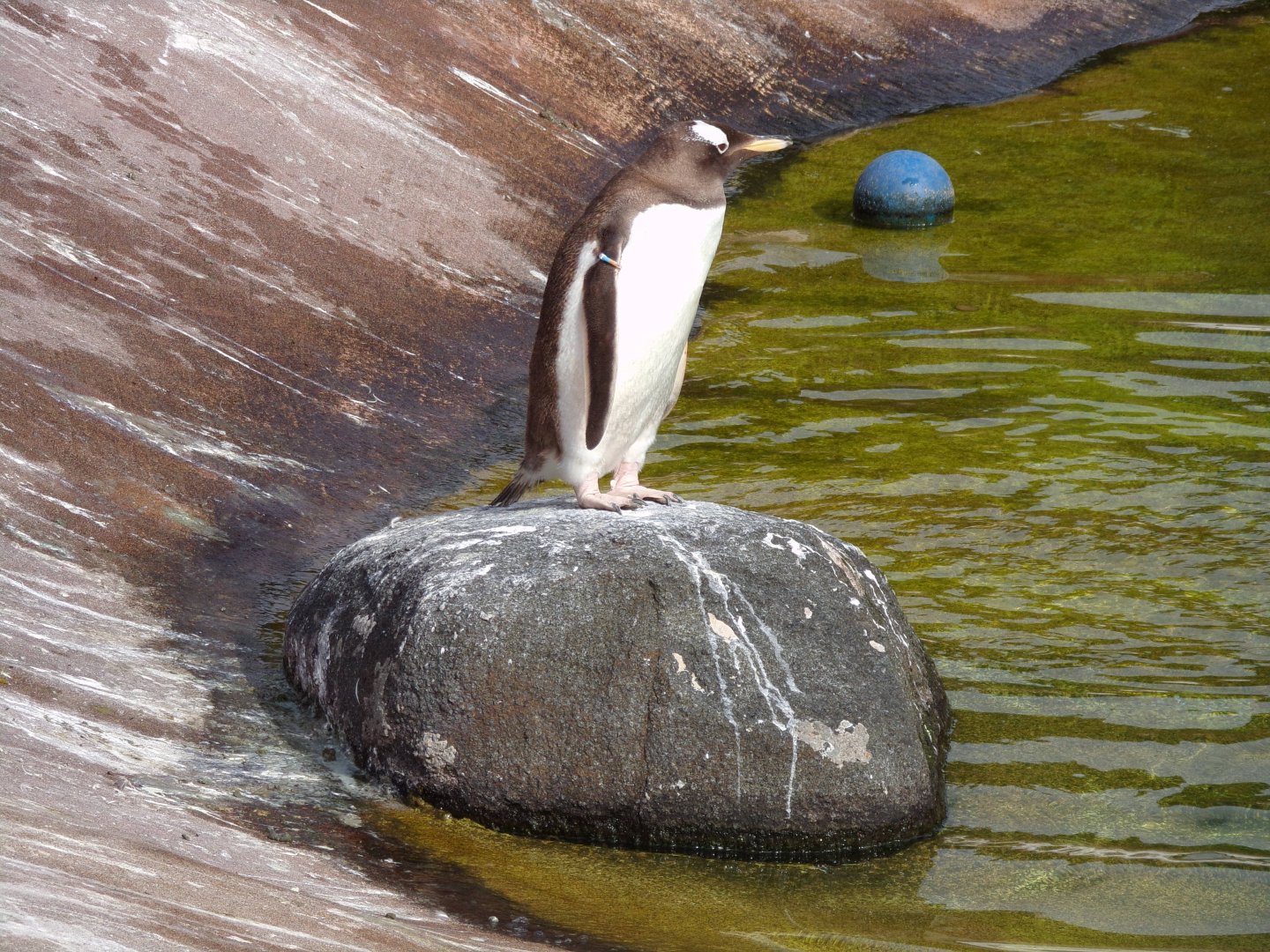 Gentoo penguin on a rock 19.7.23