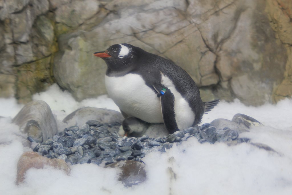 Gentoo Penguin on chick