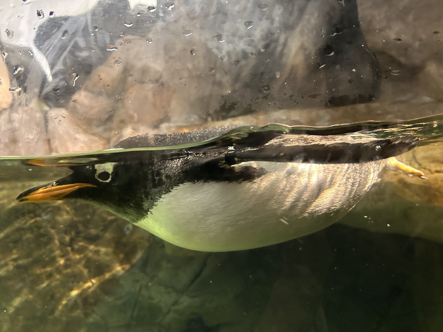 Gentoo Penguin (P. papua)