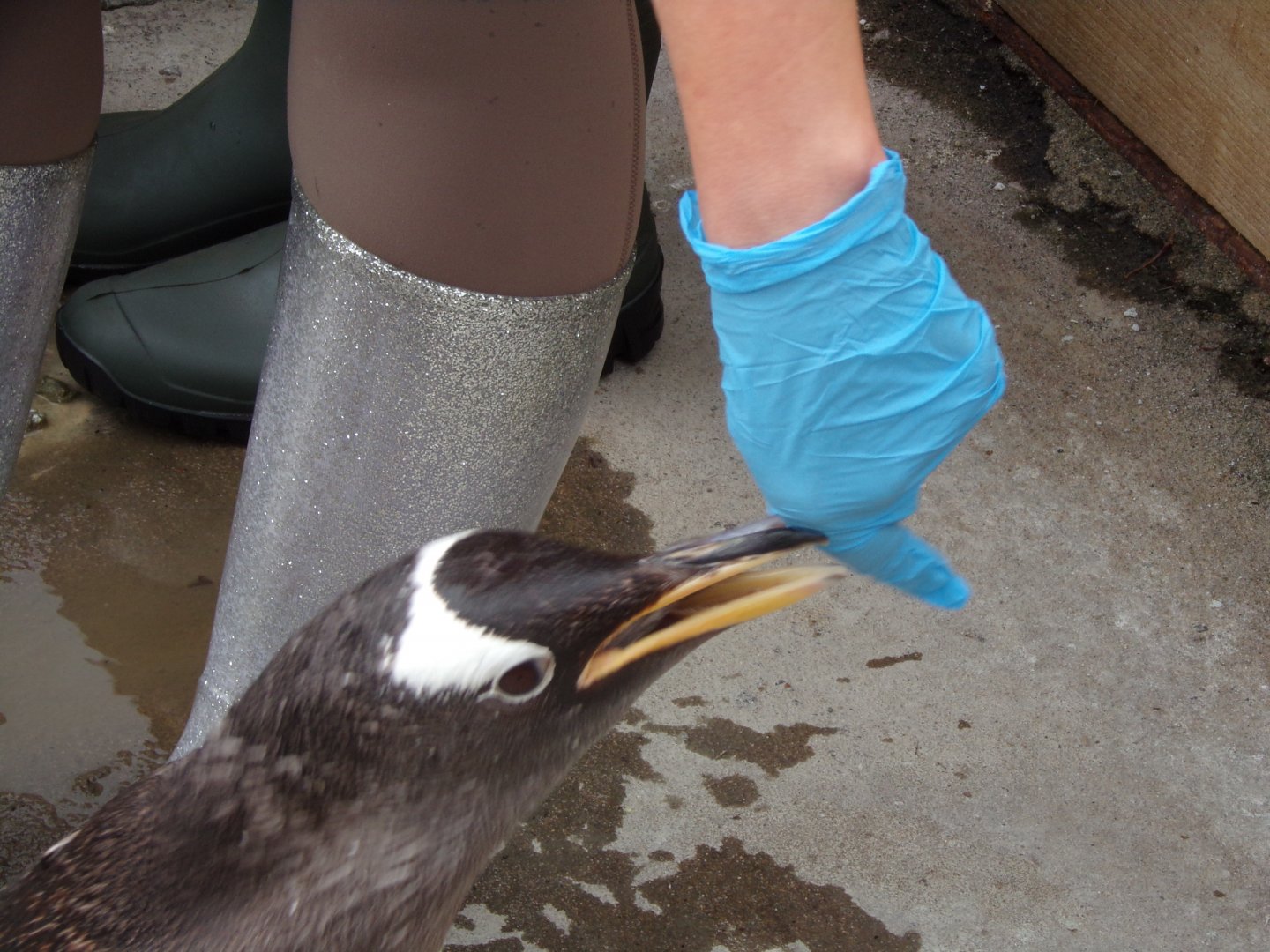 Gentoo penguin pecking 18.7.24