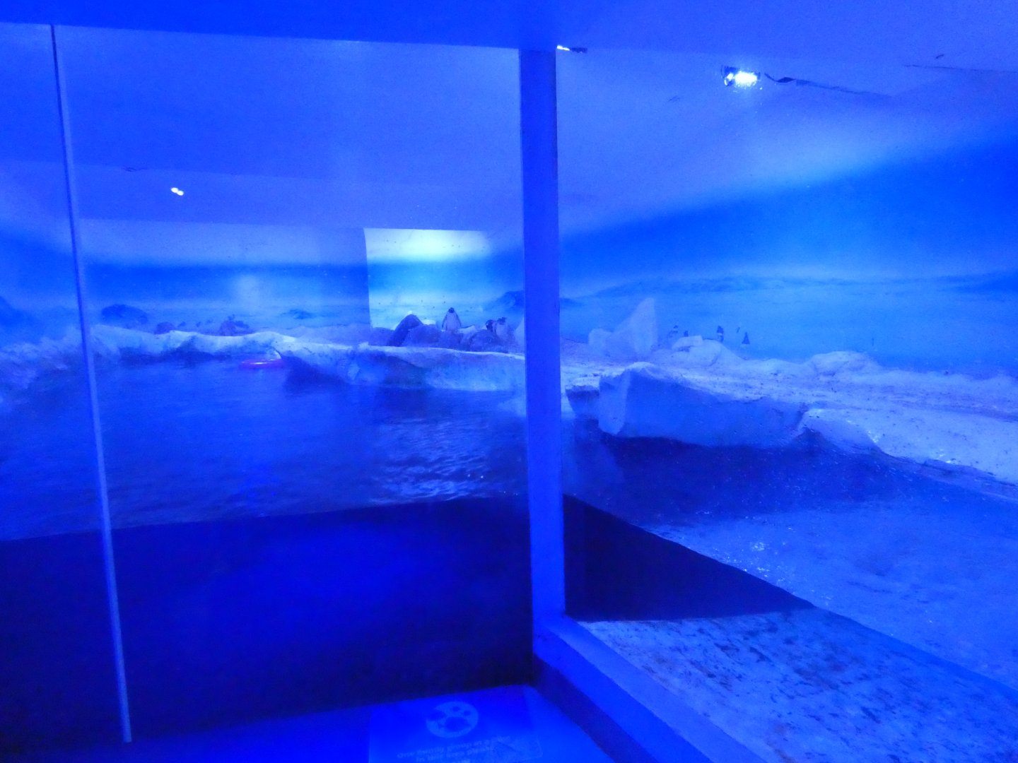 Gentoo penguin pool enclosure