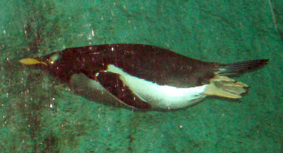 Gentoo Penguin (Pygoscelis papua)