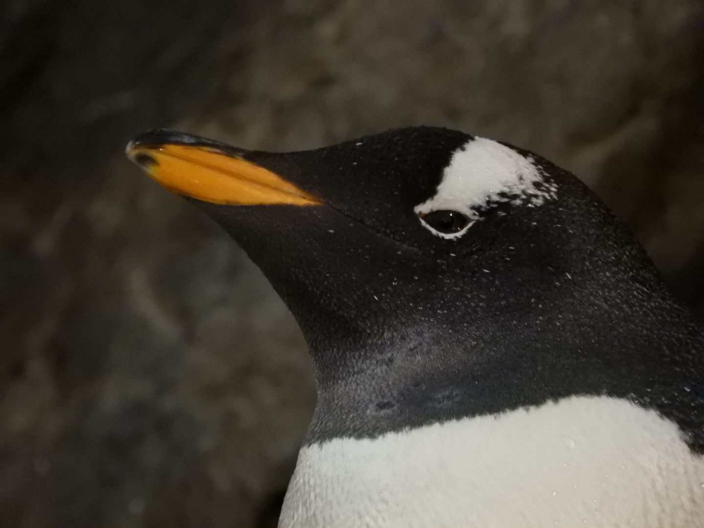 Gentoo Penguin (Pygoscelis papua)