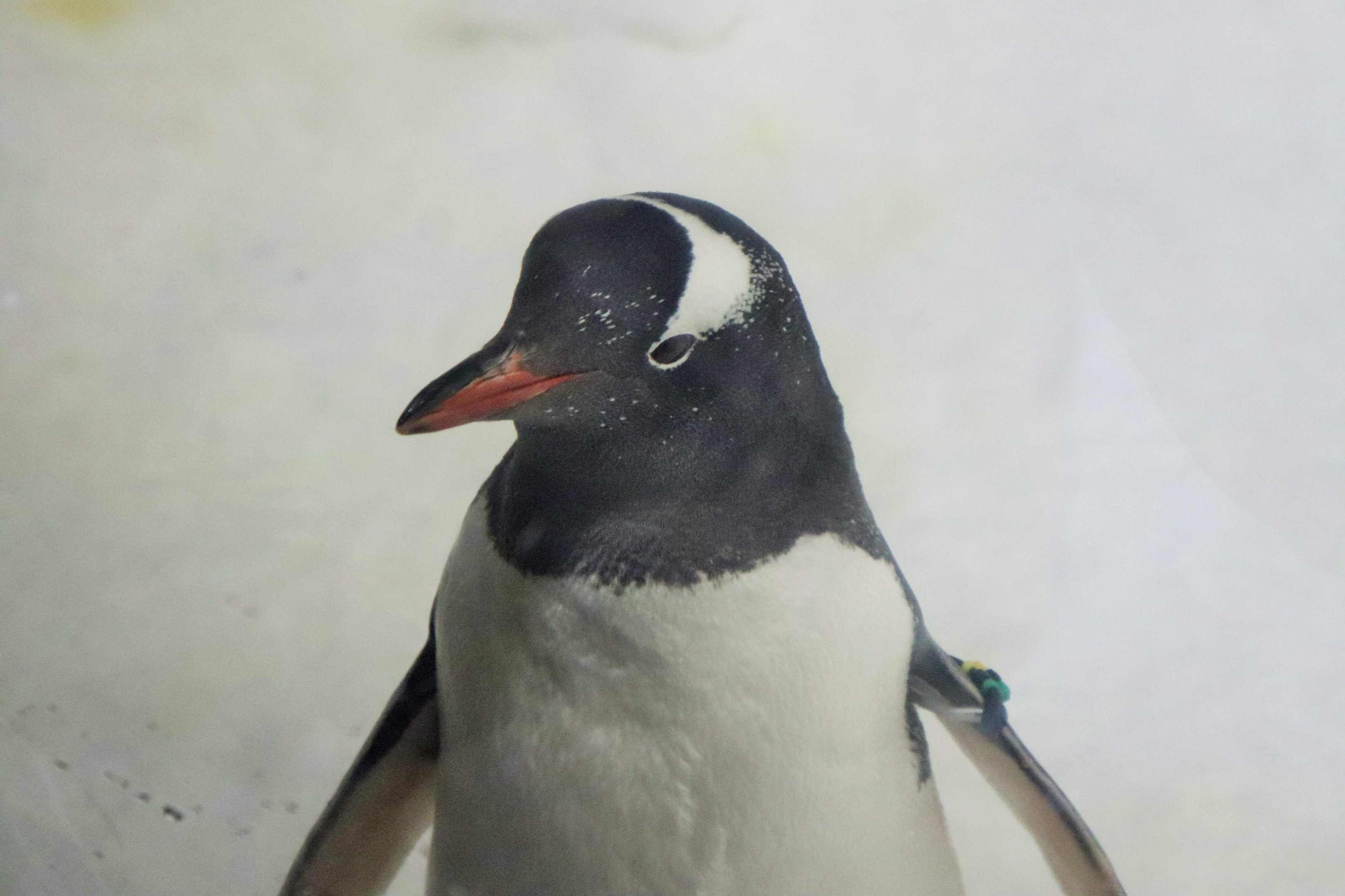 Gentoo Penguin (Pygoscelis papua)