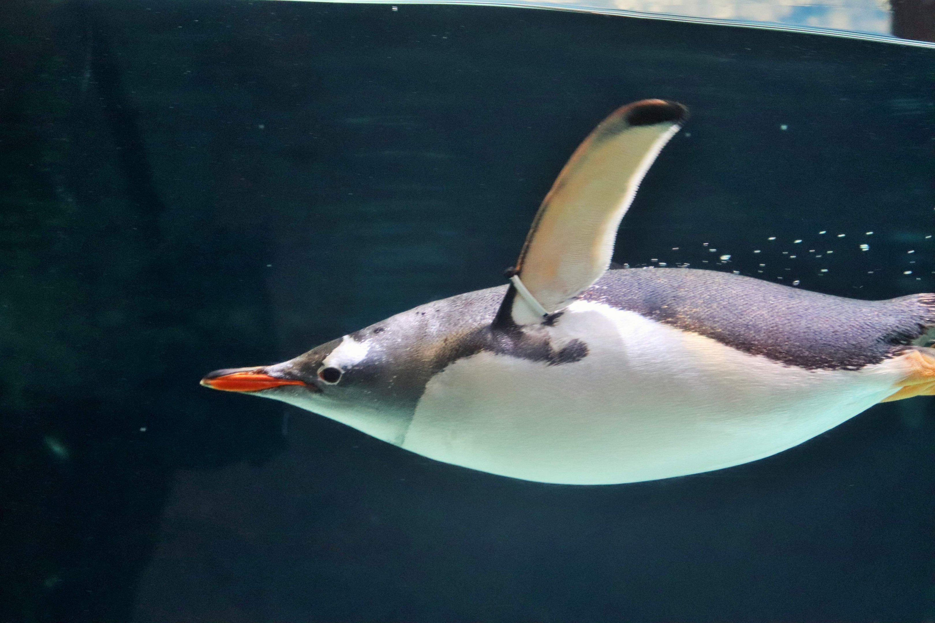 Gentoo Penguin (Pygoscelis papua)
