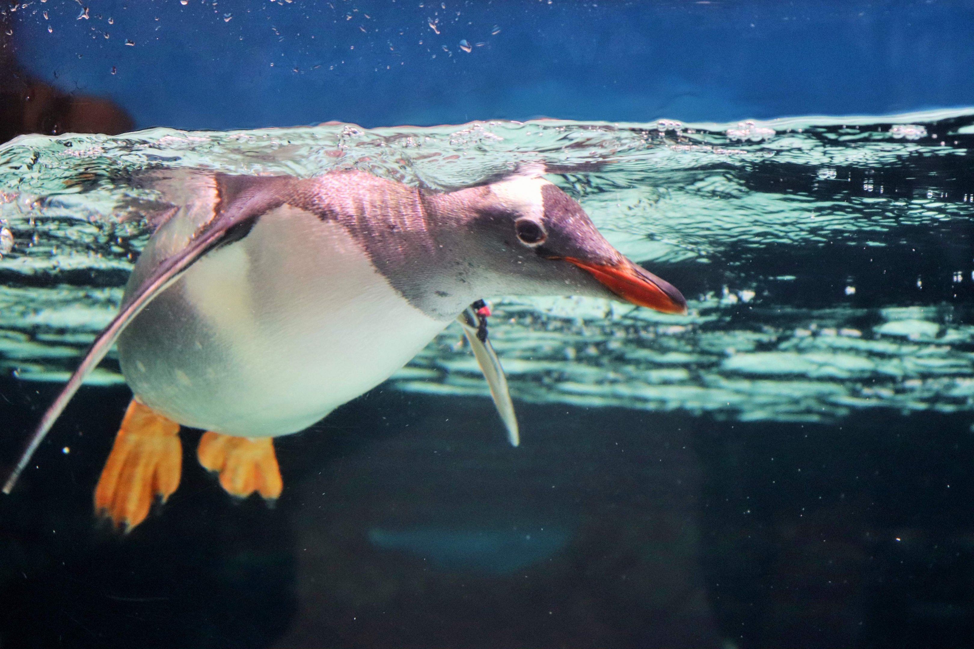 Gentoo Penguin (Pygoscelis papua)