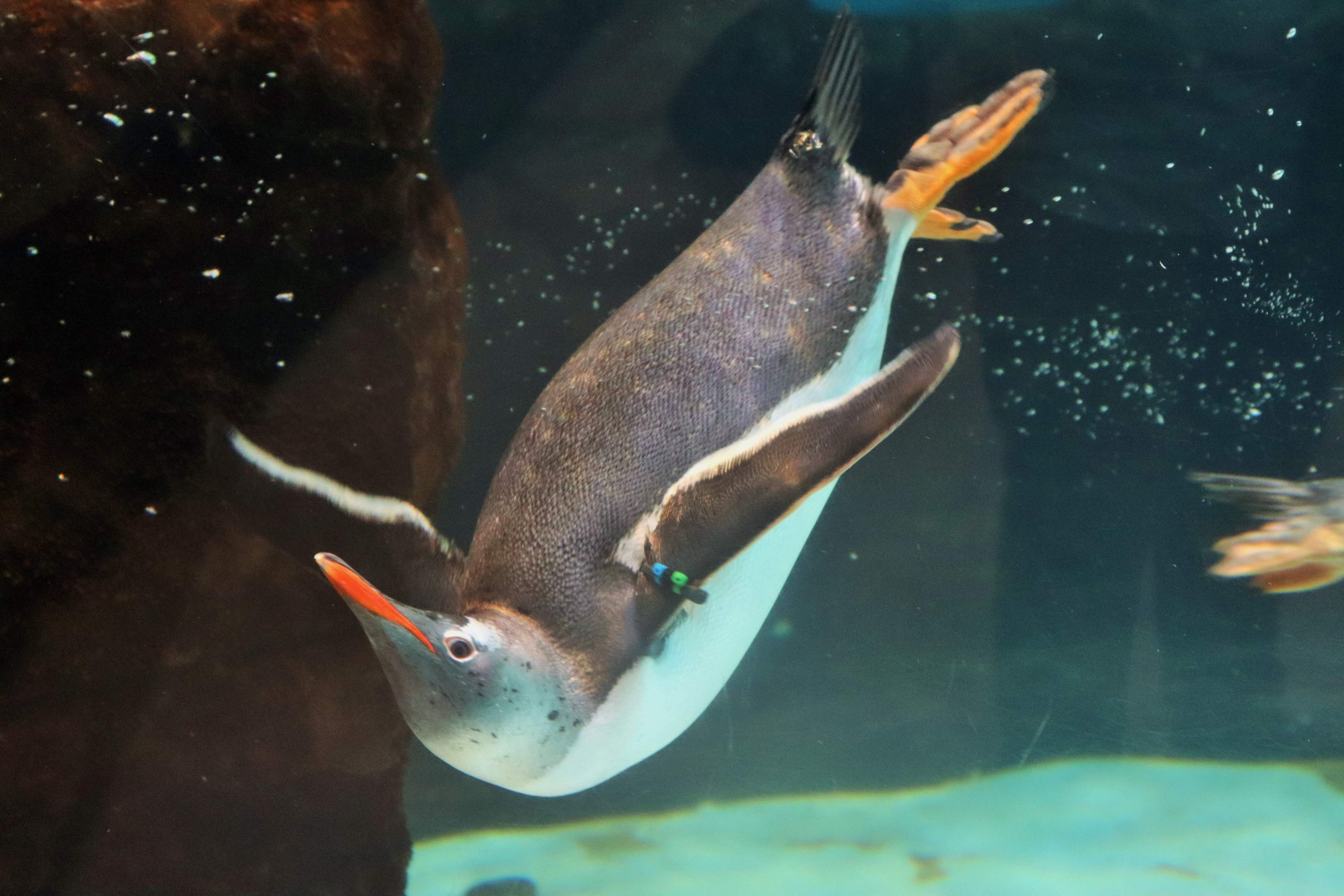 Gentoo Penguin (Pygoscelis papua)