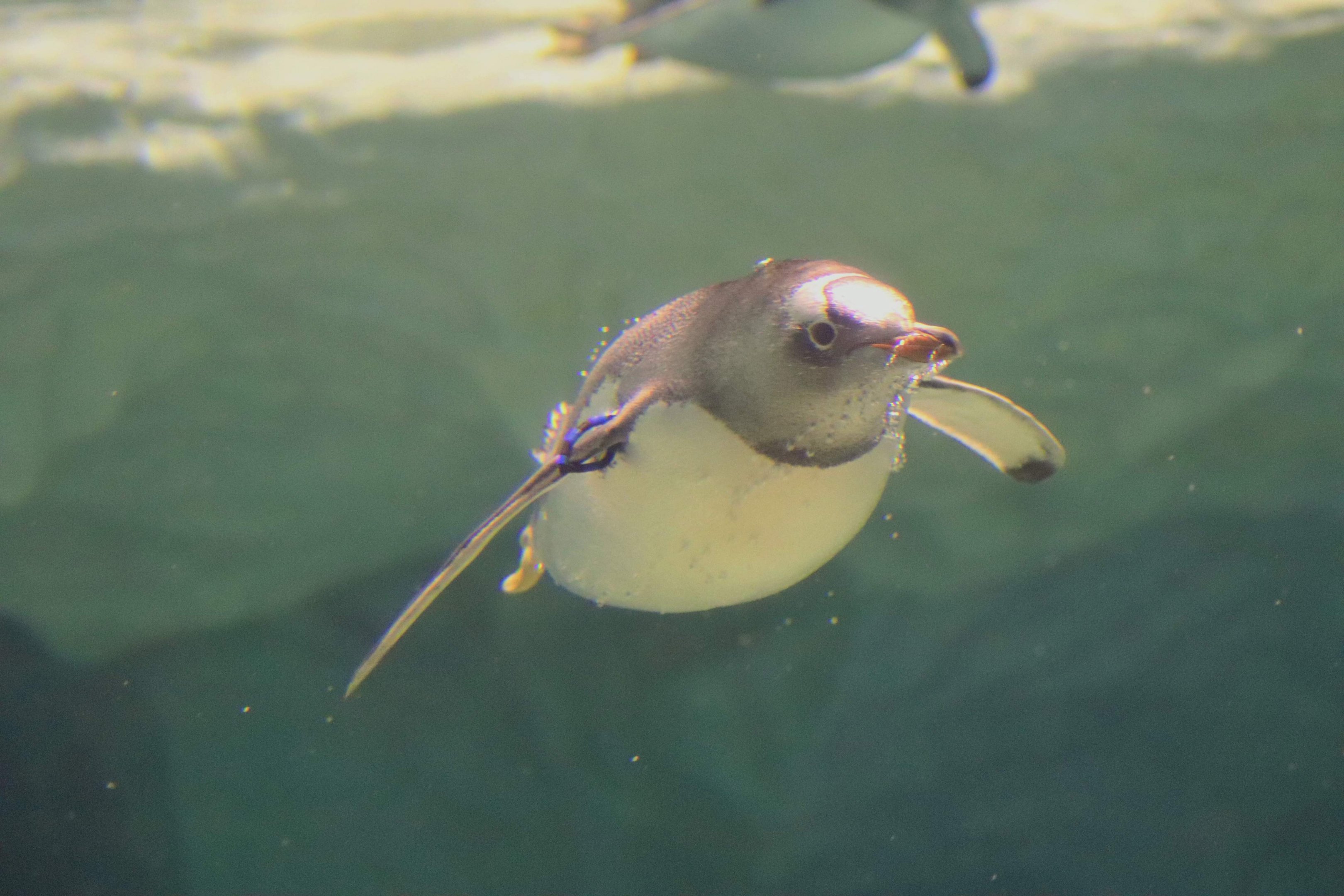 Gentoo Penguin (Pygoscelis papua)
