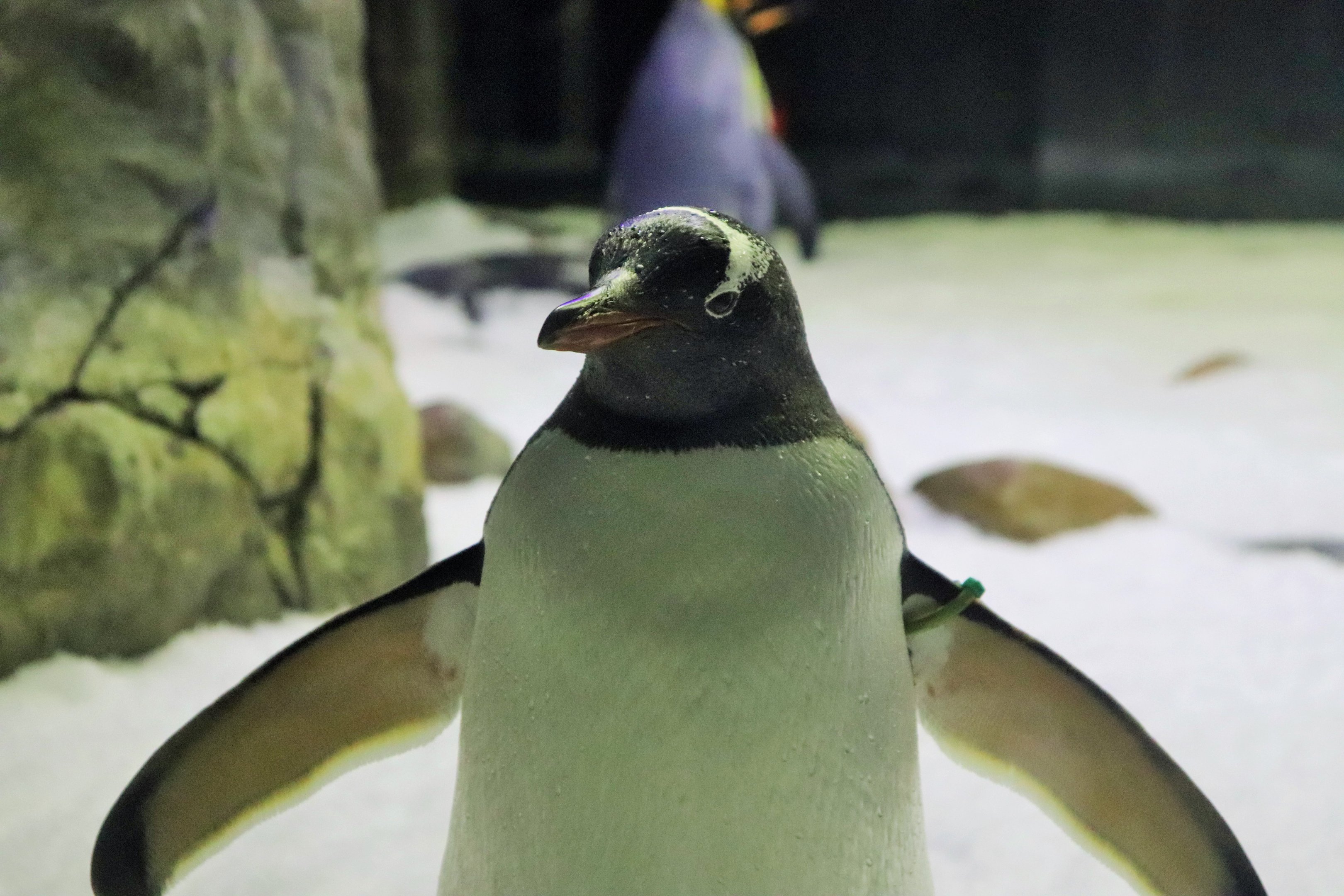 Gentoo Penguin (Pygoscelis papua)