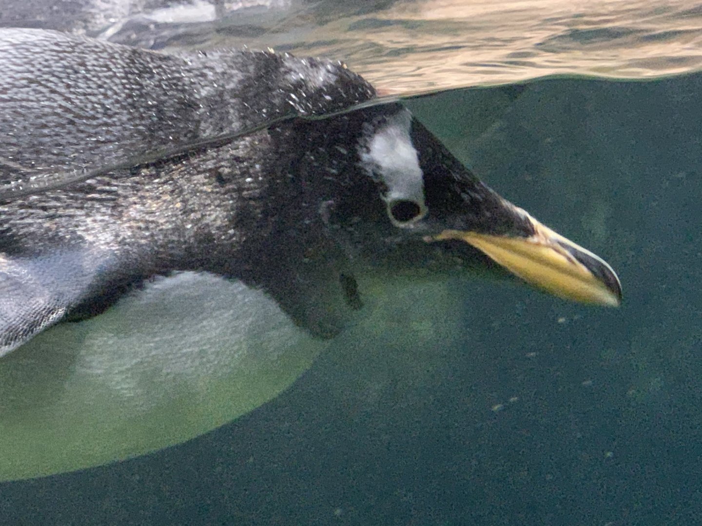 Gentoo Penguin (Pygoscelis papua)