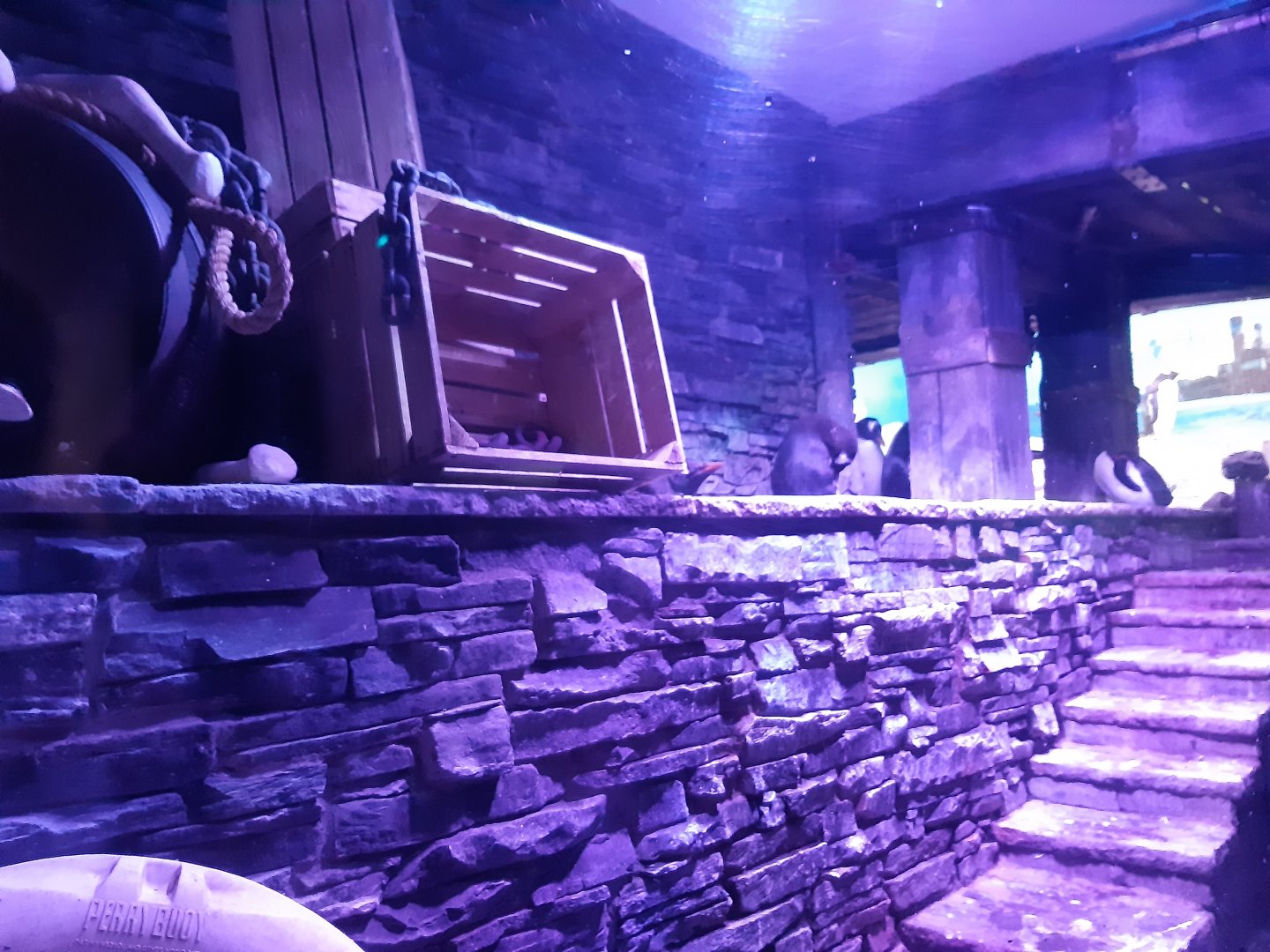 Gentoo Penguin (Pygoscelis papua)