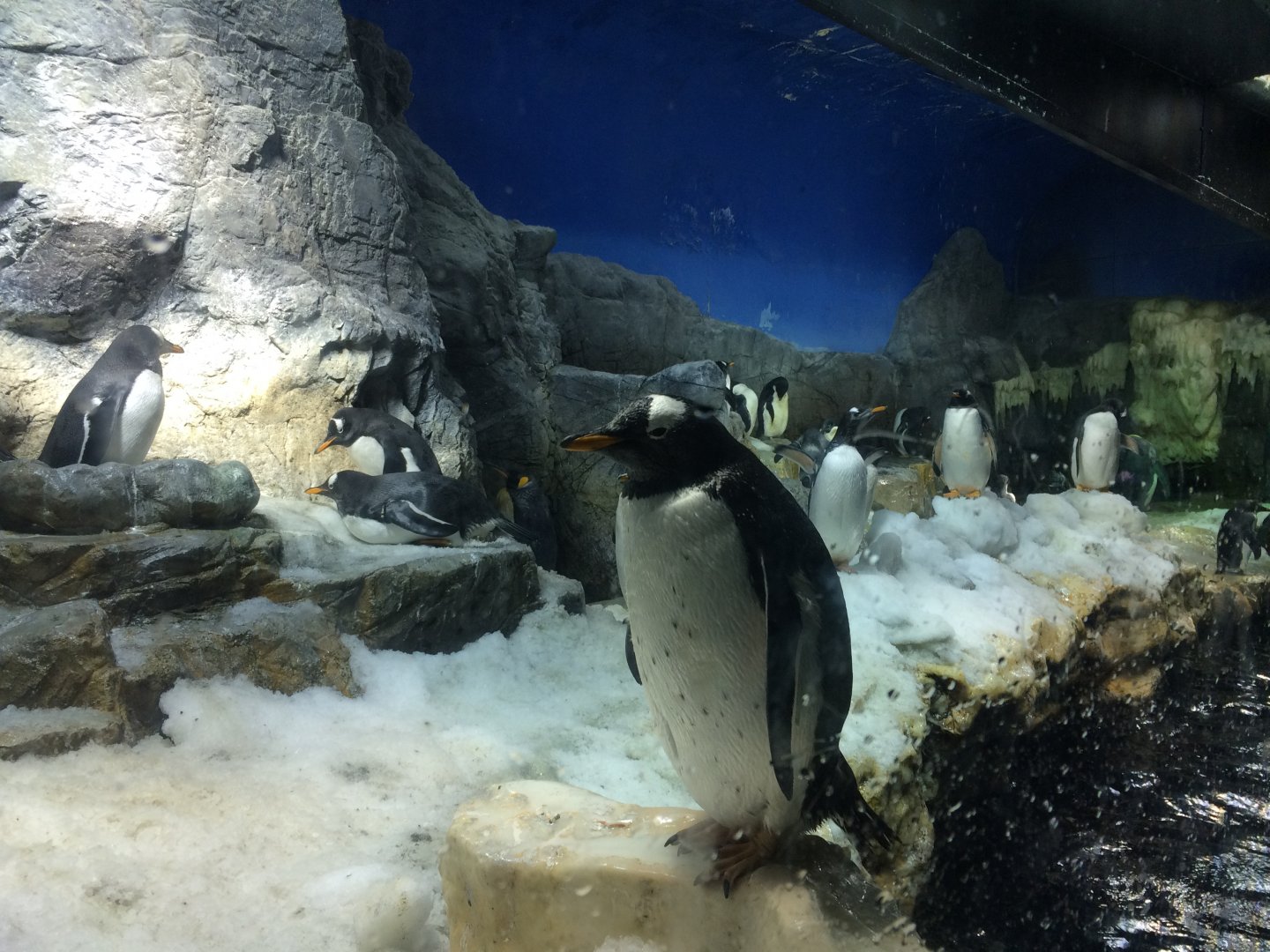 gentoo penguin (Pygoscelis papua)
