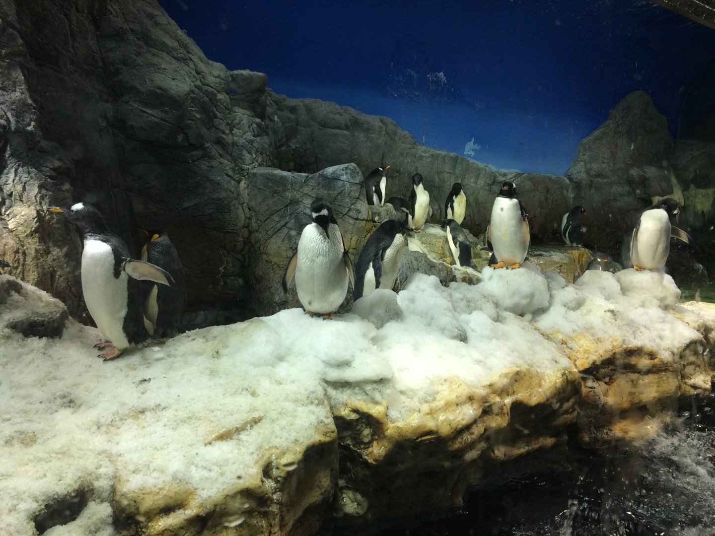 gentoo penguin (Pygoscelis papua)