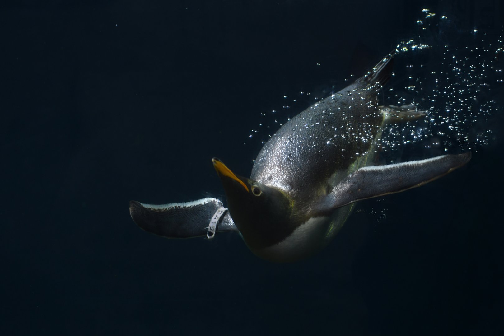 Gentoo Penguin Pygoscelis papua
