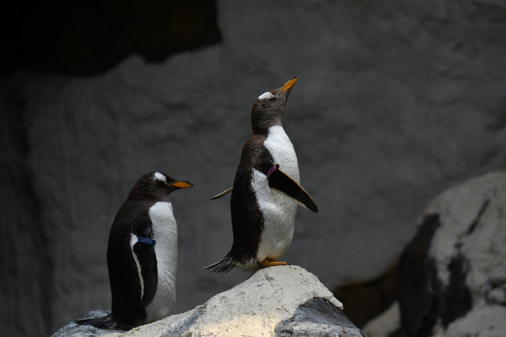 Gentoo Penguin Pygoscelis papua
