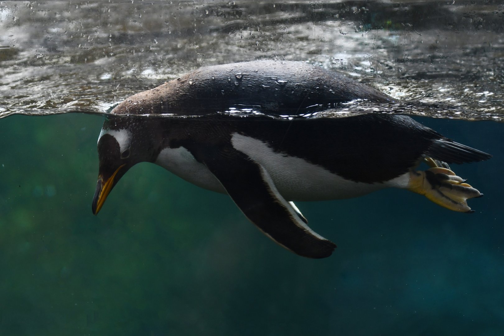 Gentoo Penguin Pygoscelis papua