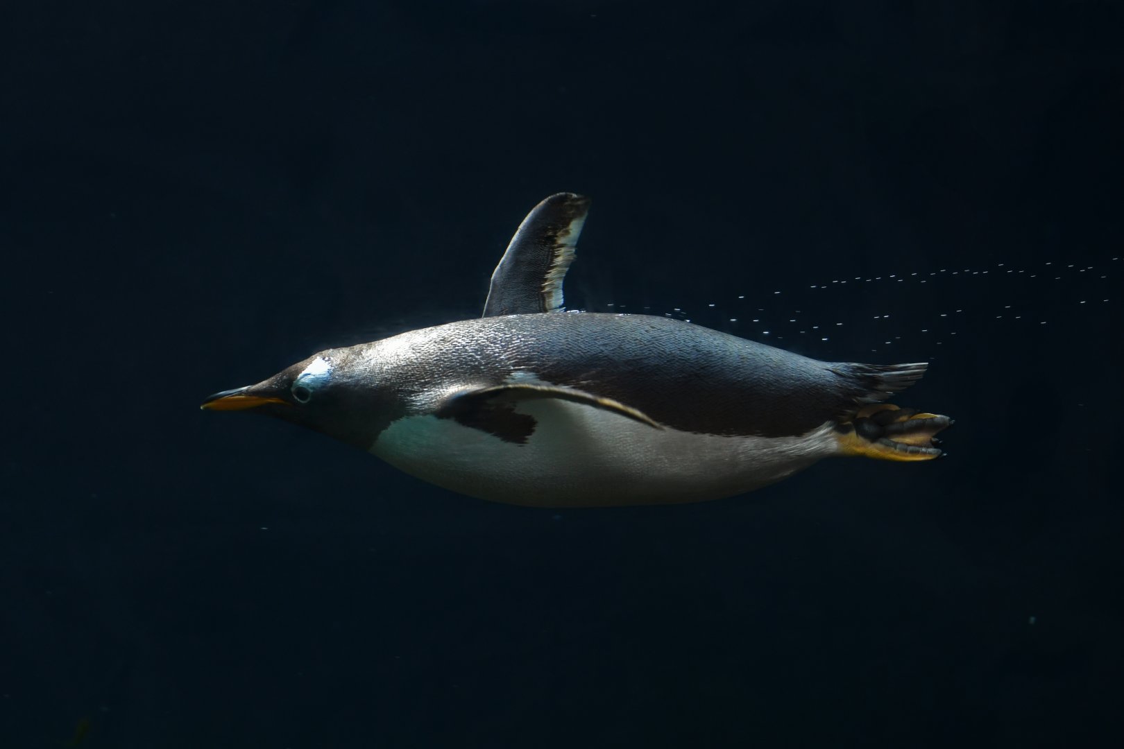 Gentoo Penguin Pygoscelis papua