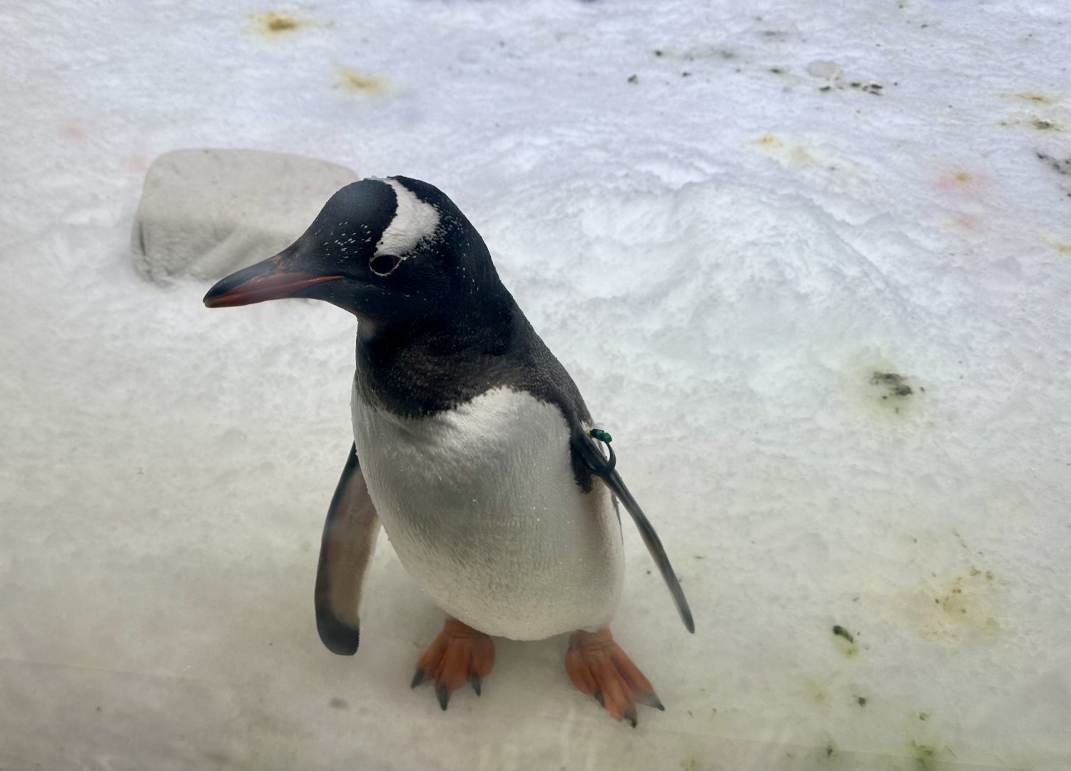 Gentoo penguin (Pygoscelis papua)