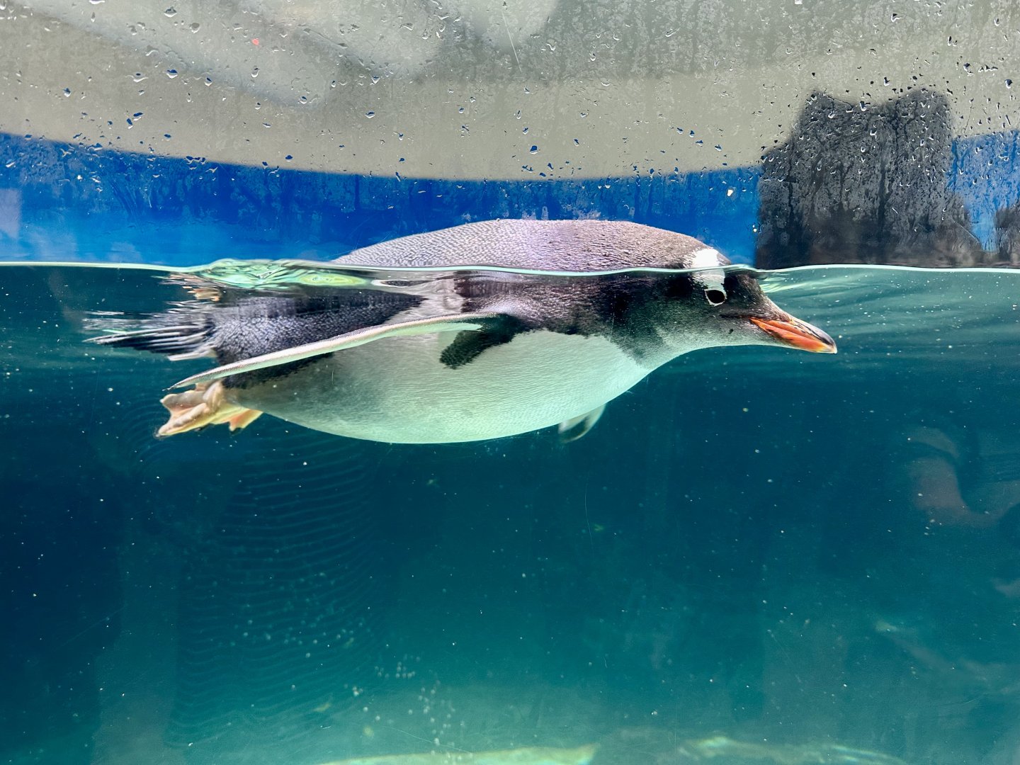 Gentoo penguin (Pygoscelis papua)