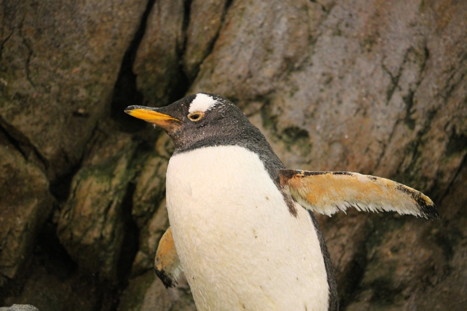 Gentoo penguin (Pygoscelis papua)