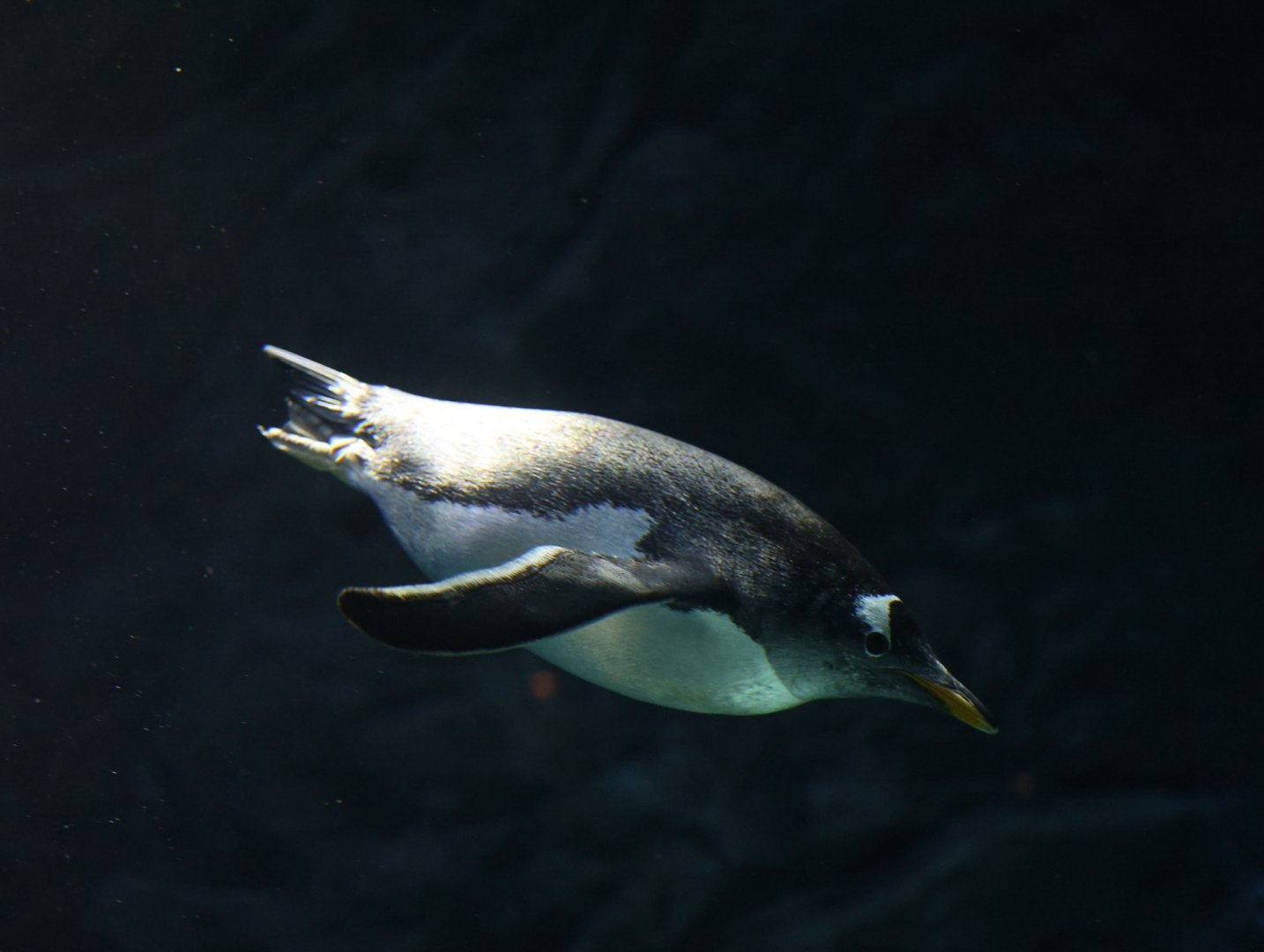 Gentoo Penguin (Pygoscelis papua)
