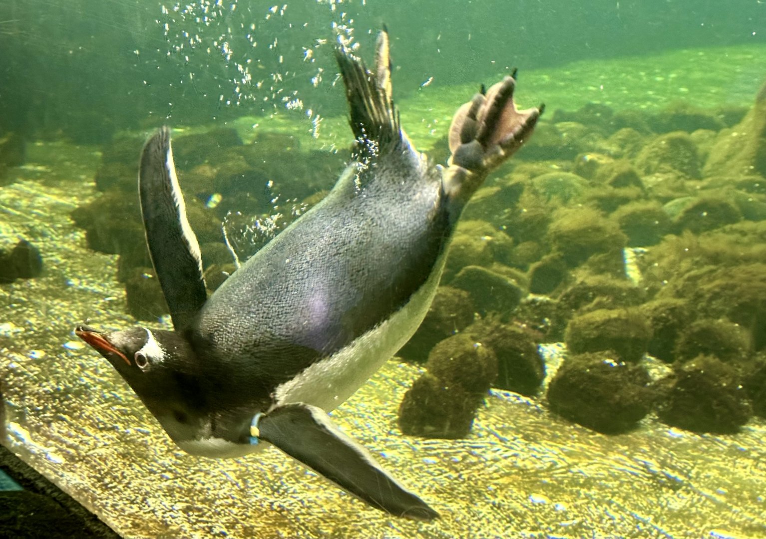 Gentoo penguin (Pygoscelis papua)