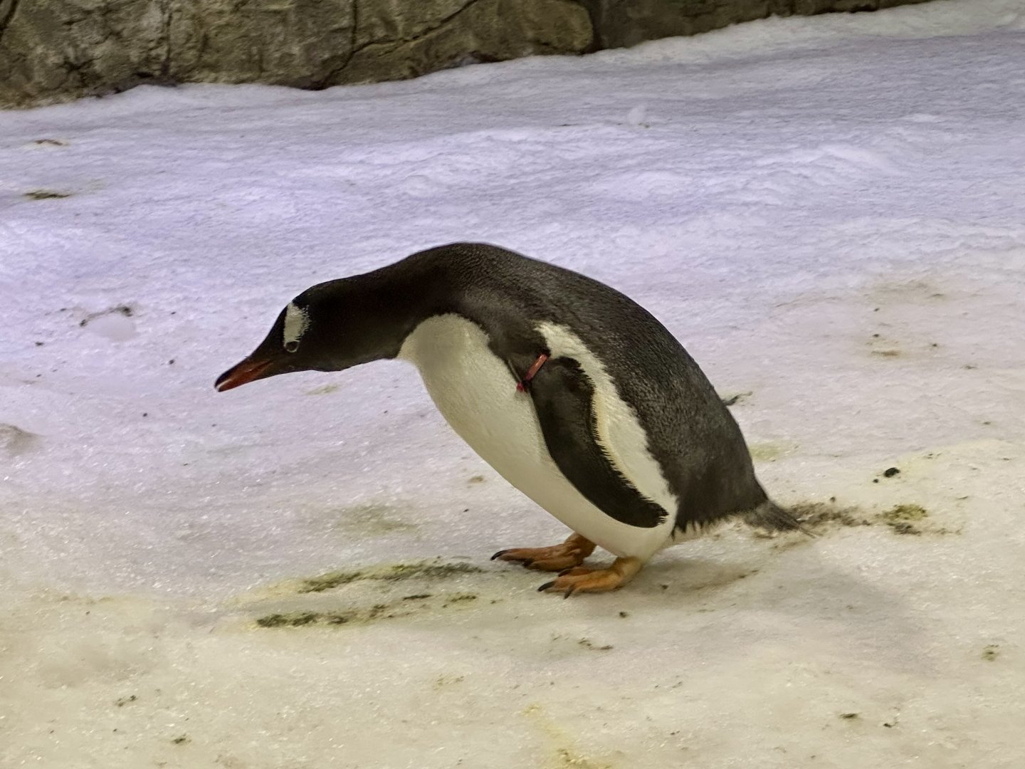Gentoo penguin (Pygoscelis papua)