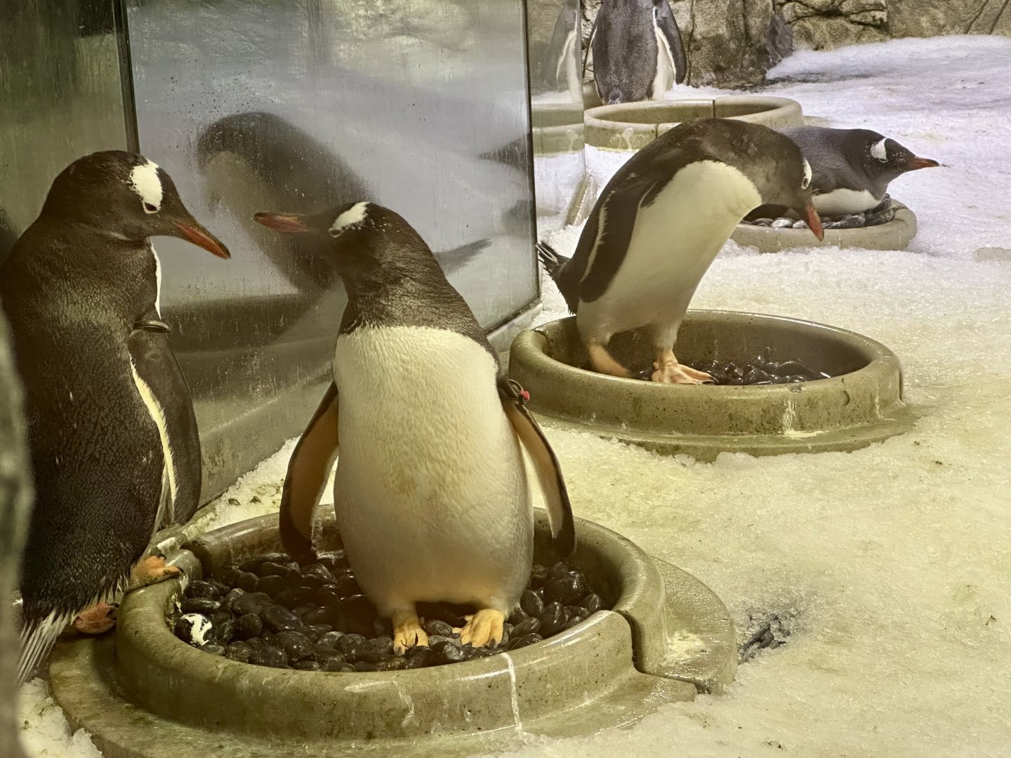Gentoo penguin (Pygoscelis papua)
