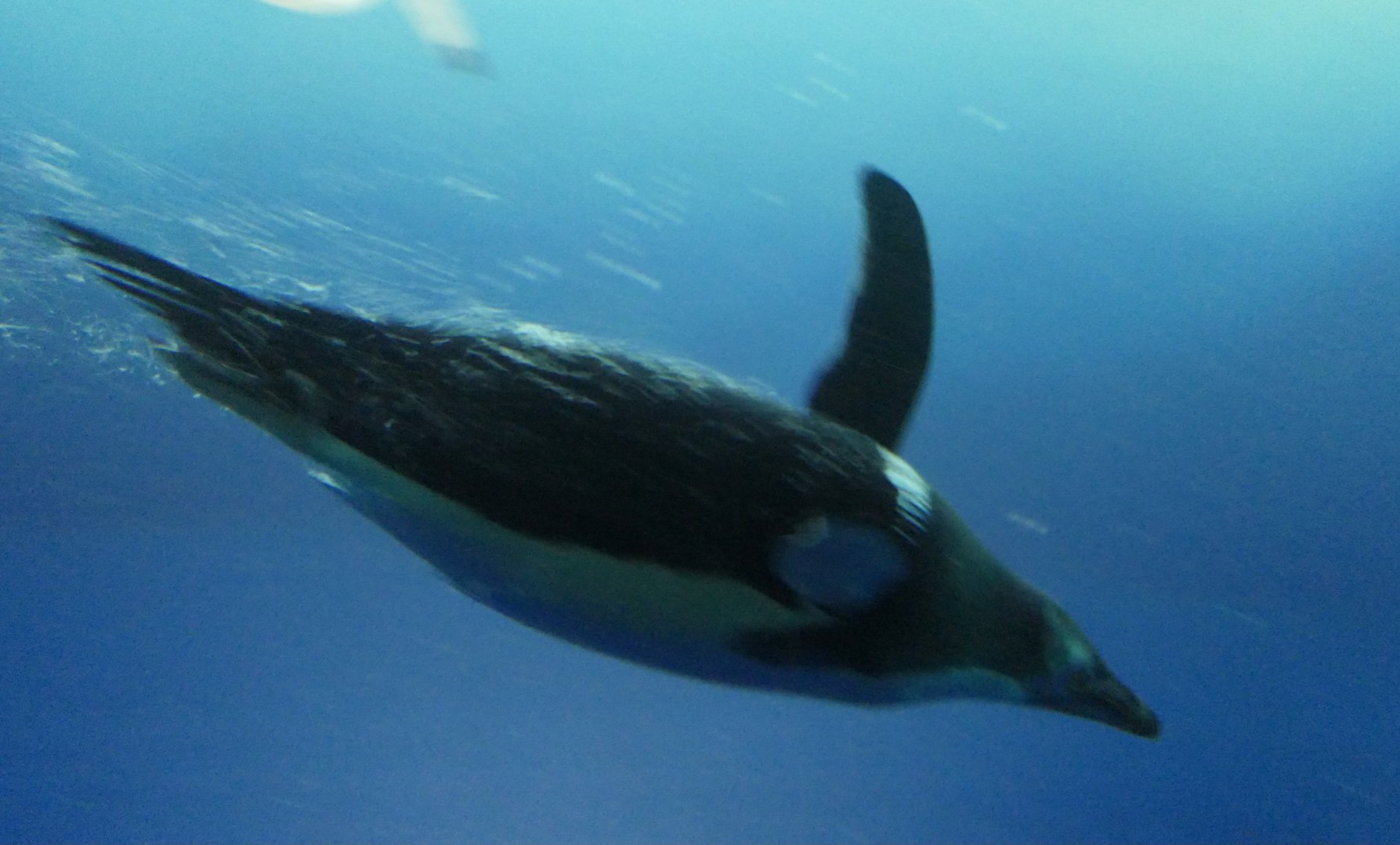 Gentoo Penguin (Pygoscelis papua)