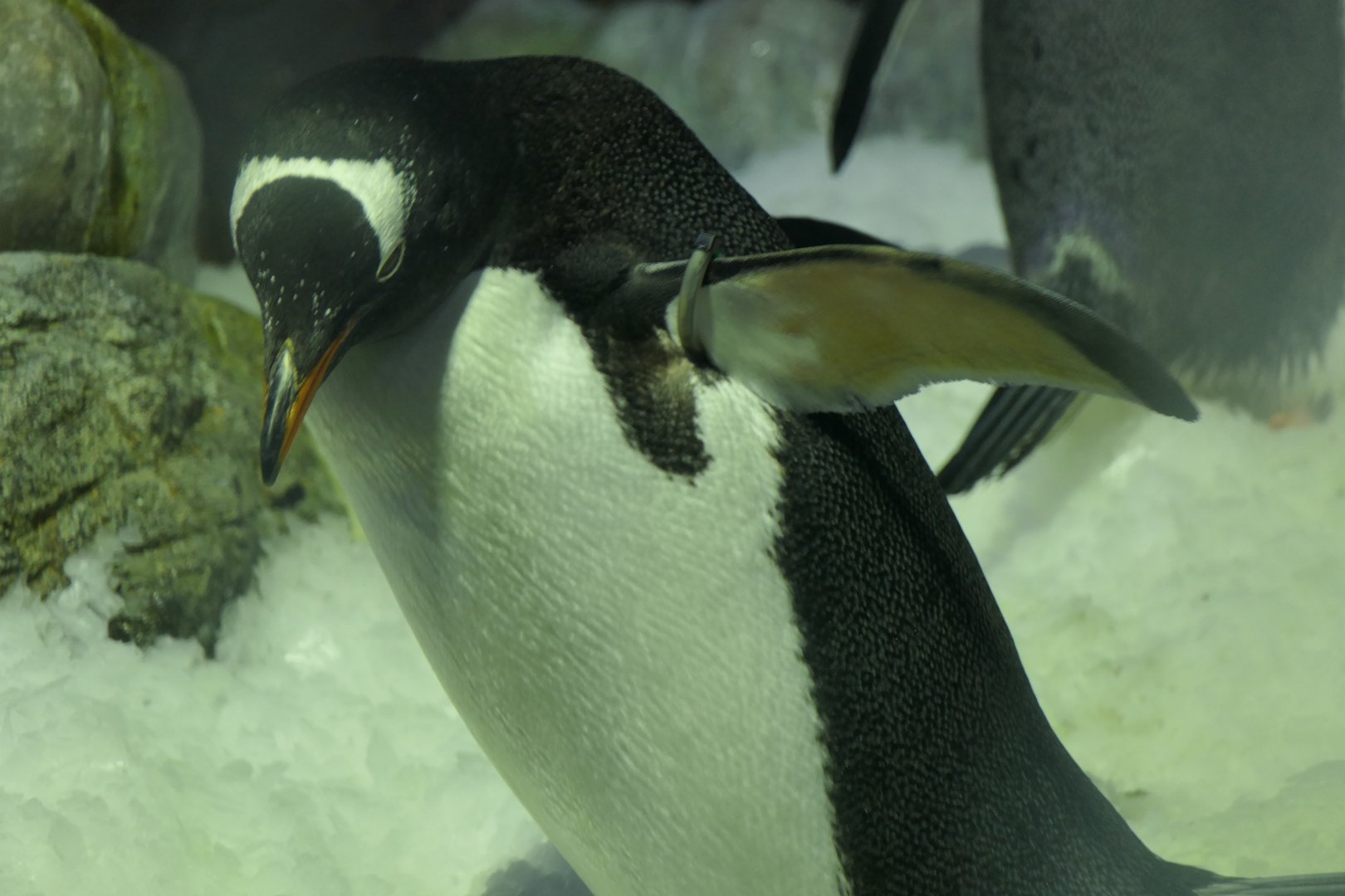Gentoo Penguin (Pygoscelis papua)