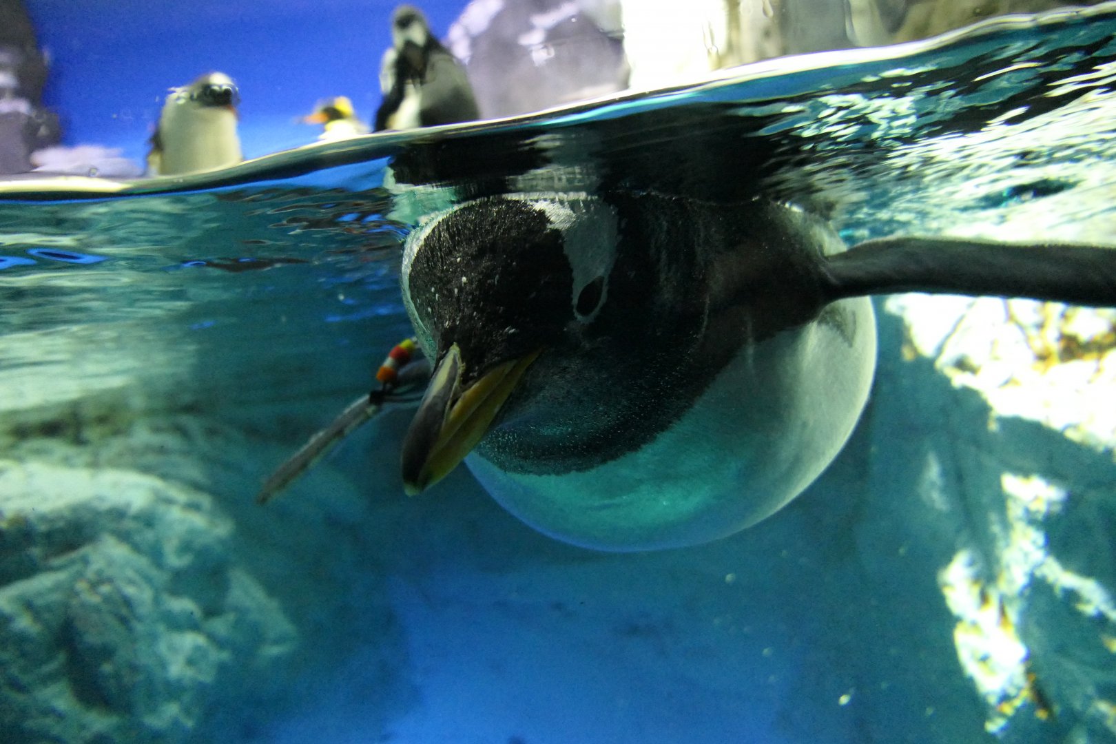 Gentoo Penguin (Pygoscelis papua)