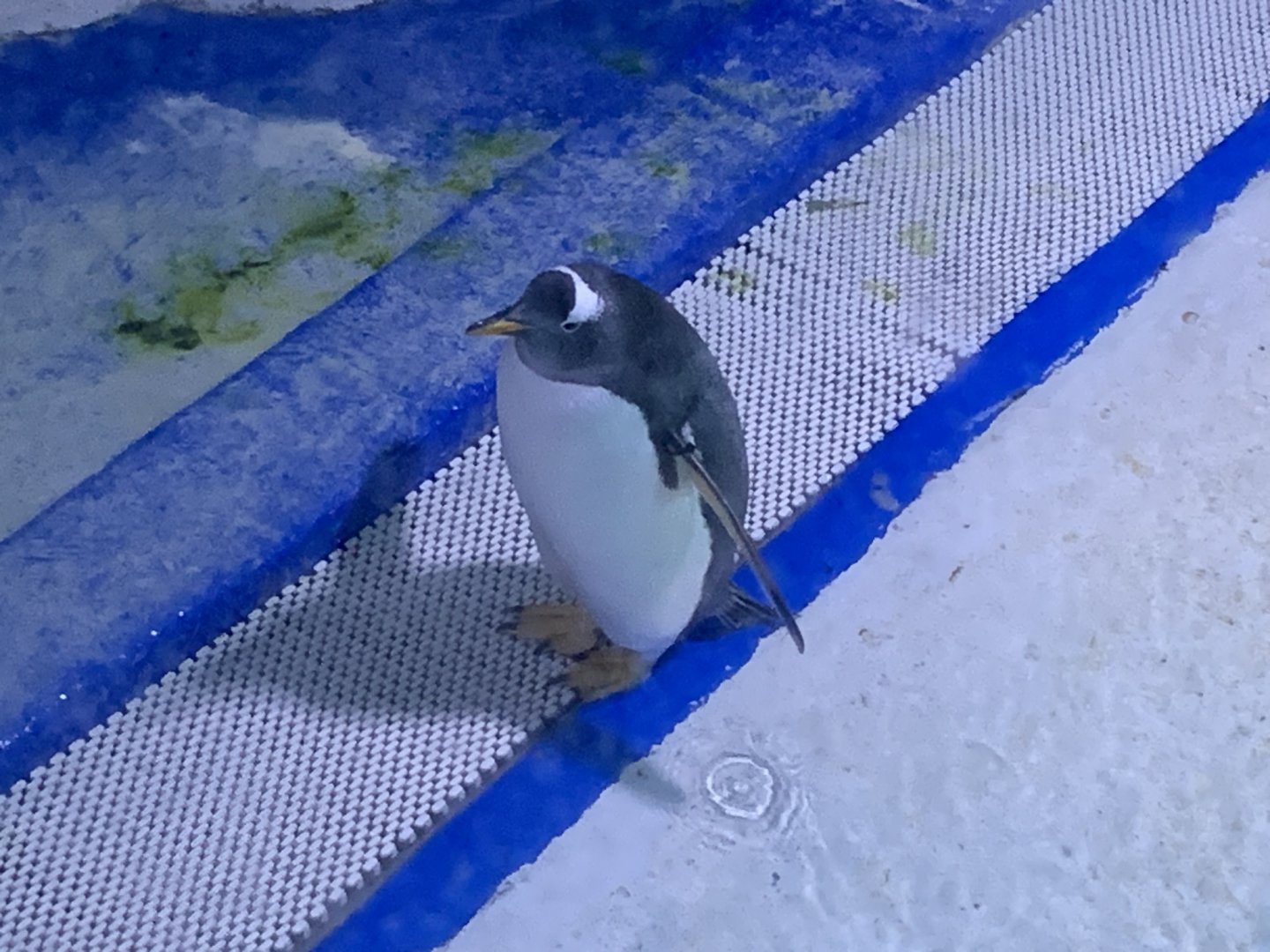 Gentoo penguin (Pygoscelis papua)
