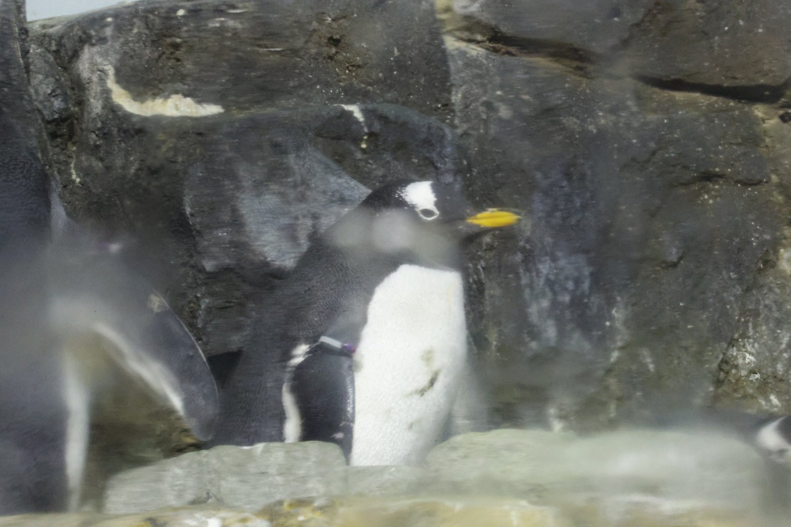 Gentoo penguin (Pygoscelis papua)