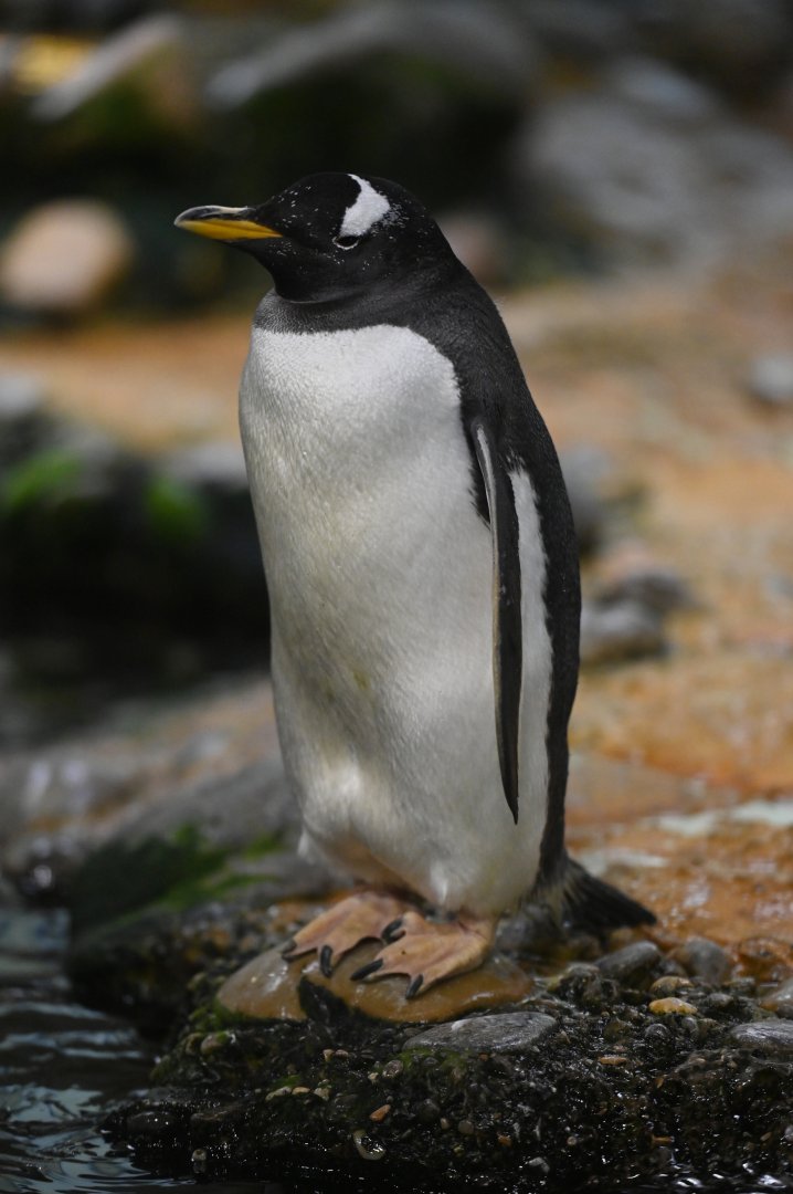 Gentoo penguin Pygoscelis papua